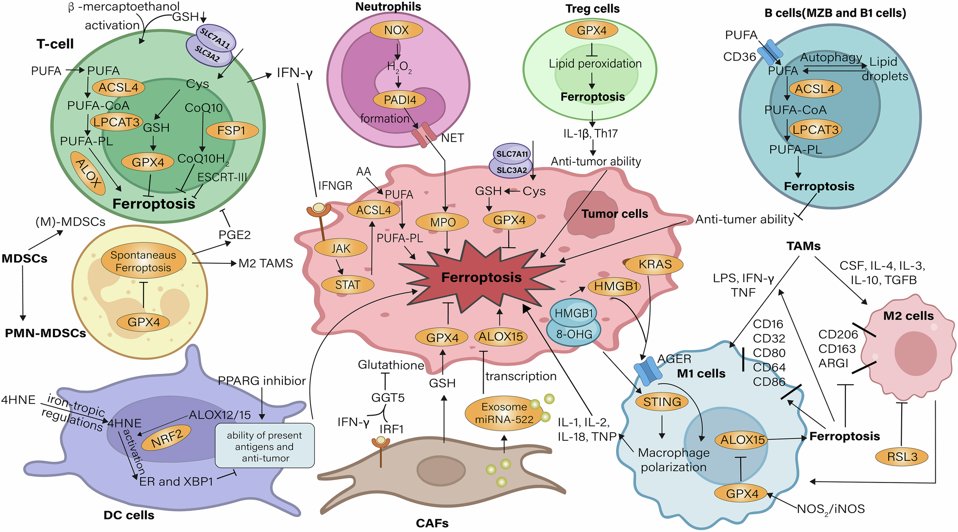 Fig. 2: Effects of immune cells on ferroptosis in TME.