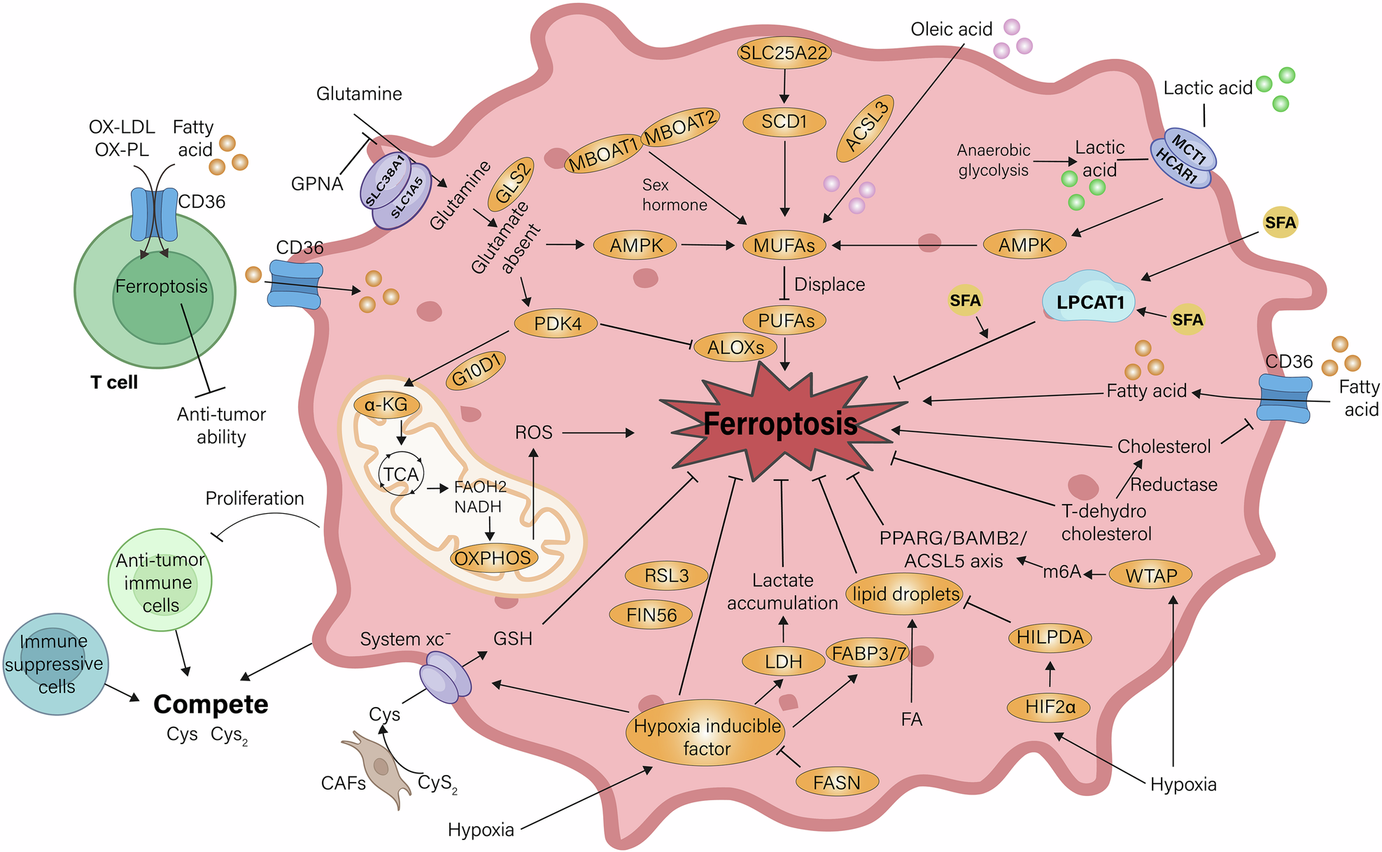 Fig. 3: Metabolism reprogramming and ferroptosis in TME.