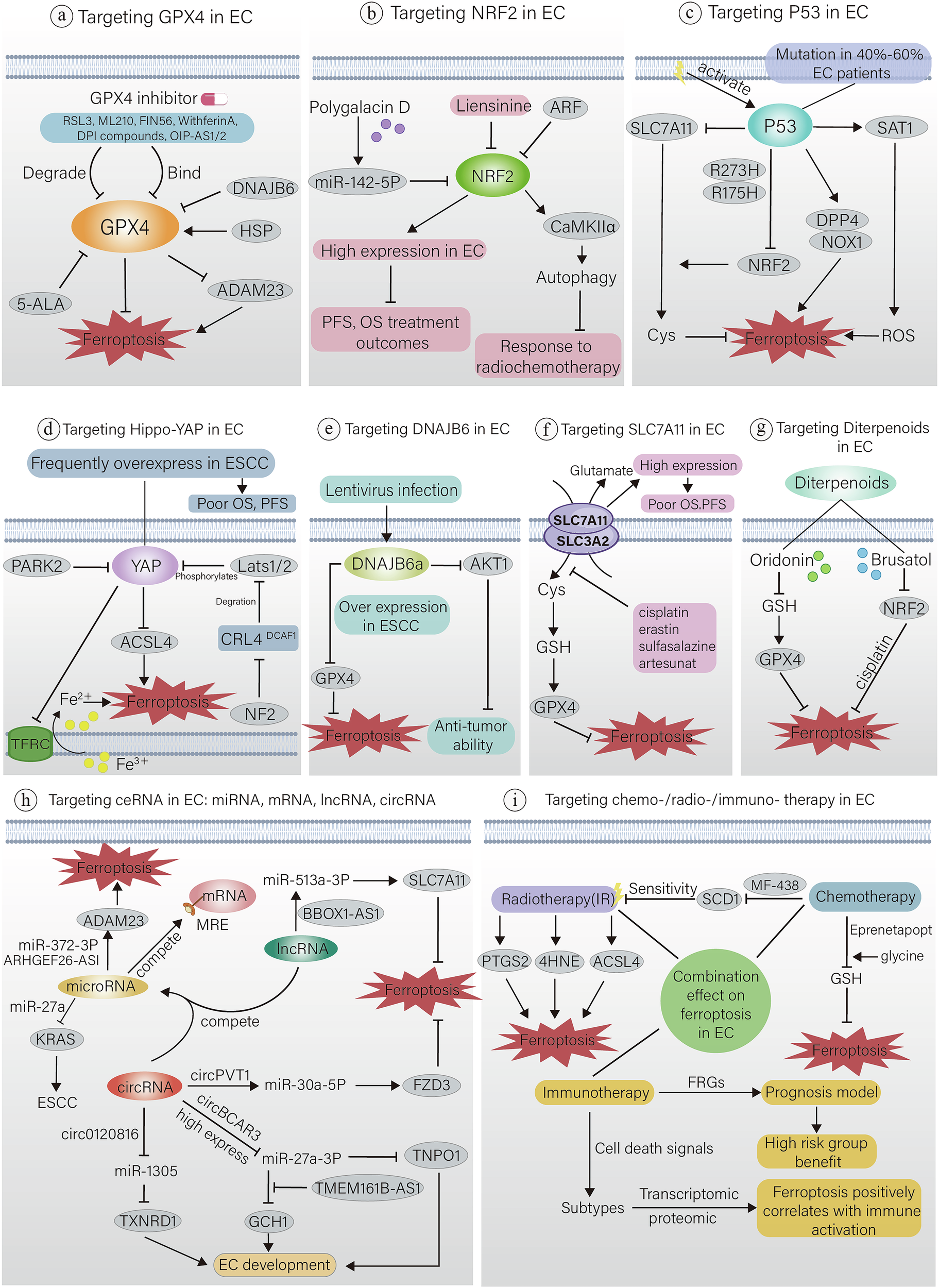 Fig. 4: Targeting ferroptosis to treat EC.