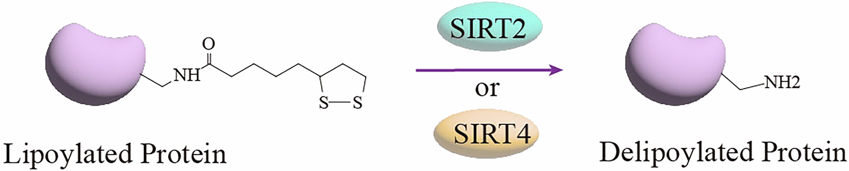 Fig. 3: Delipoylation by SIRT2 or SIRT4 in humans.