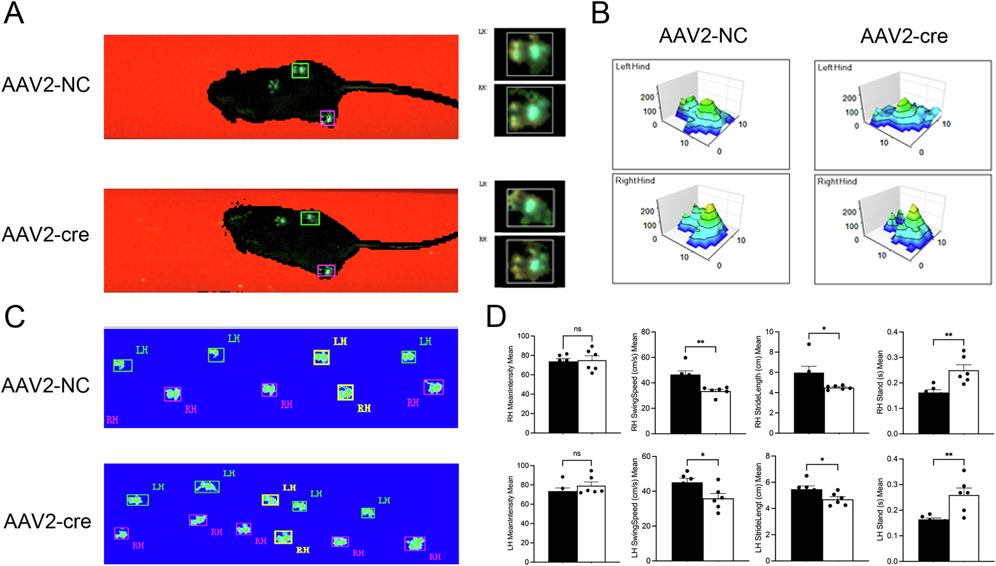 Fig. 2: Catwalk gait analysis after OGT specific deletion in L4/5 bilateral facet joint cartilage.