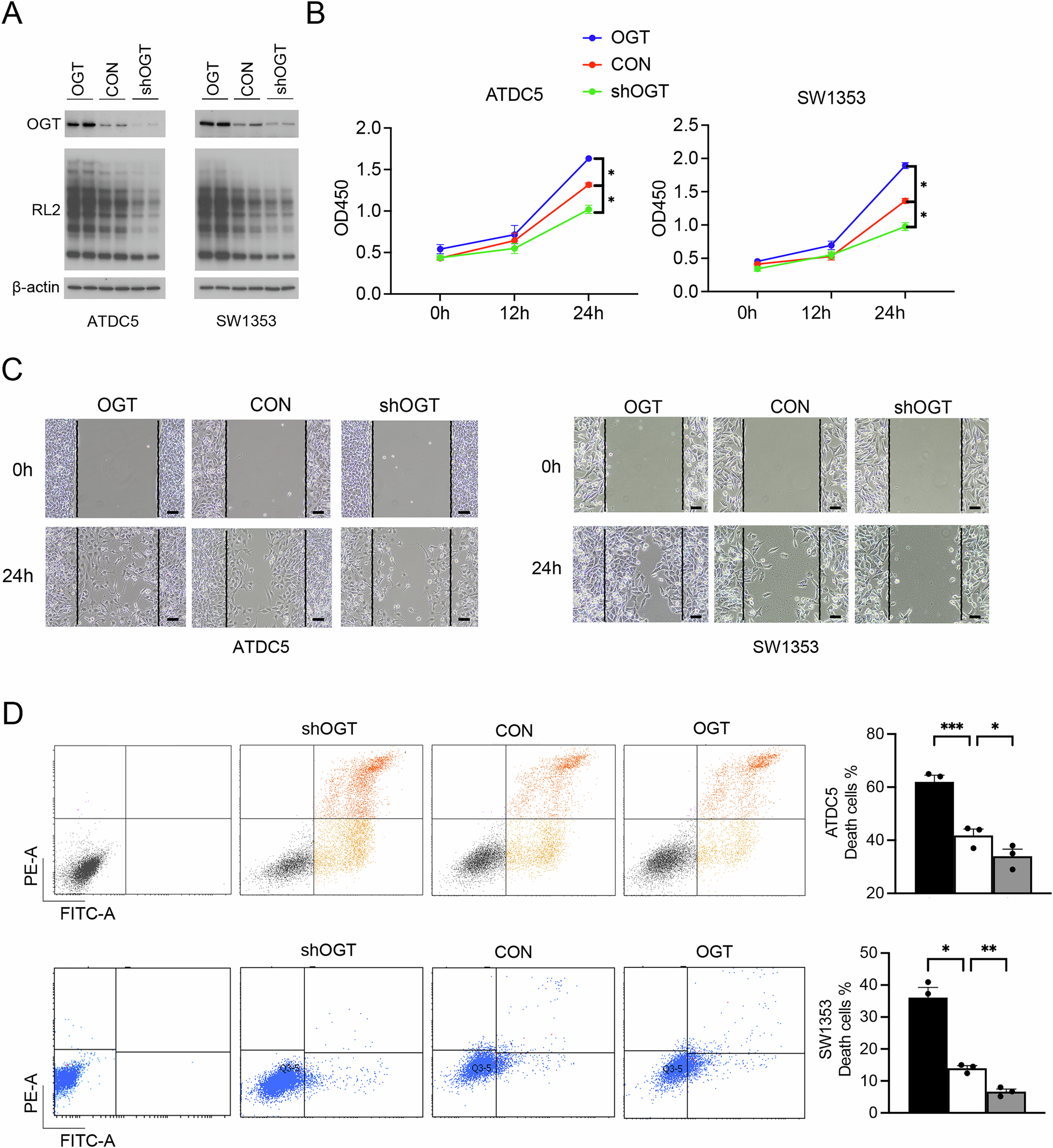 Fig. 3: OGT knockdown or overexpression modulates chondrocytes viability, migration, and apoptosis.