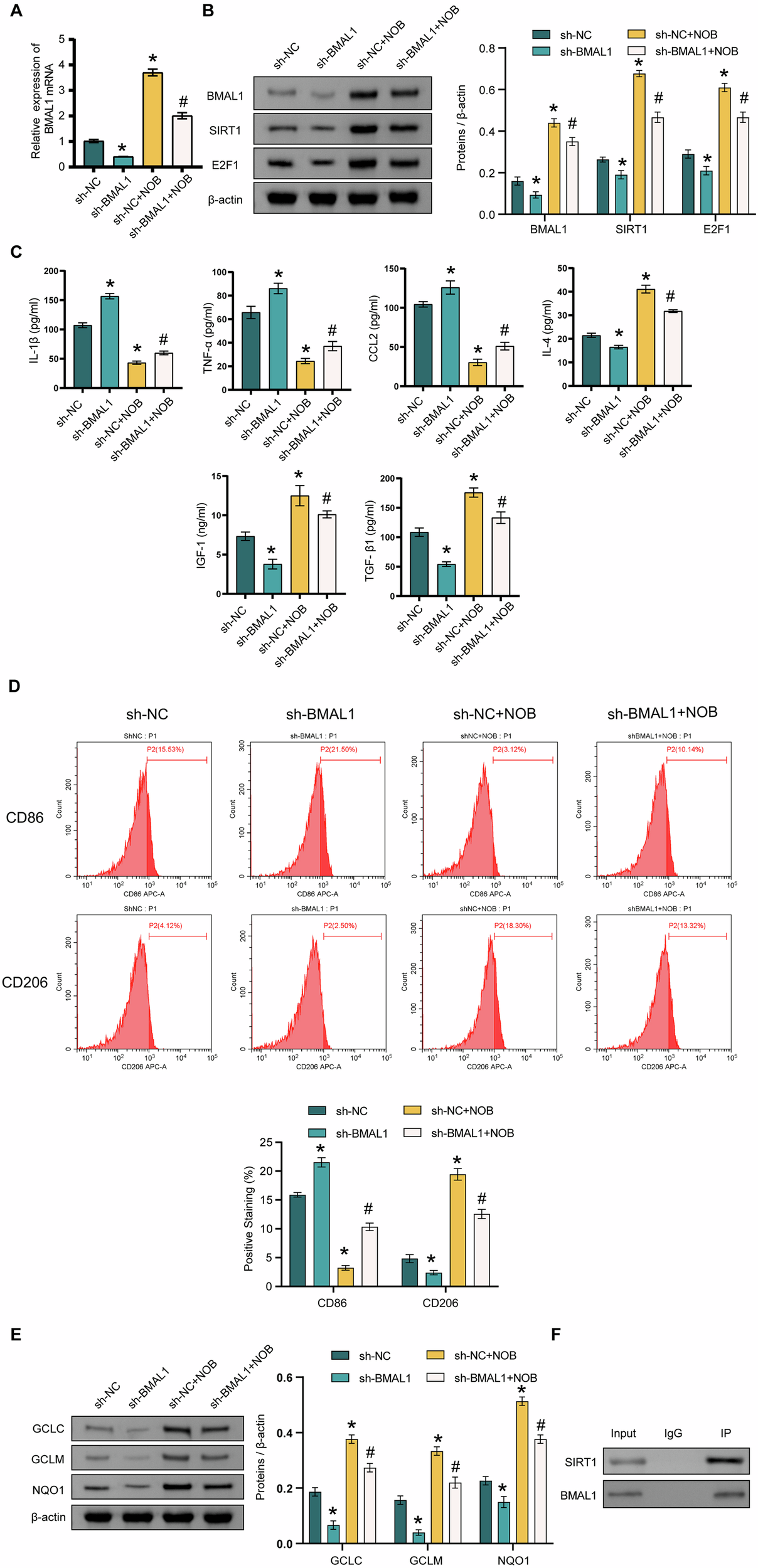 Fig. 4: Silencing of BMAL1 inhibits the effect of NOB nanoparticles on LPS-induced microglia M1 polarization and SIRT1/E2F1 axis.