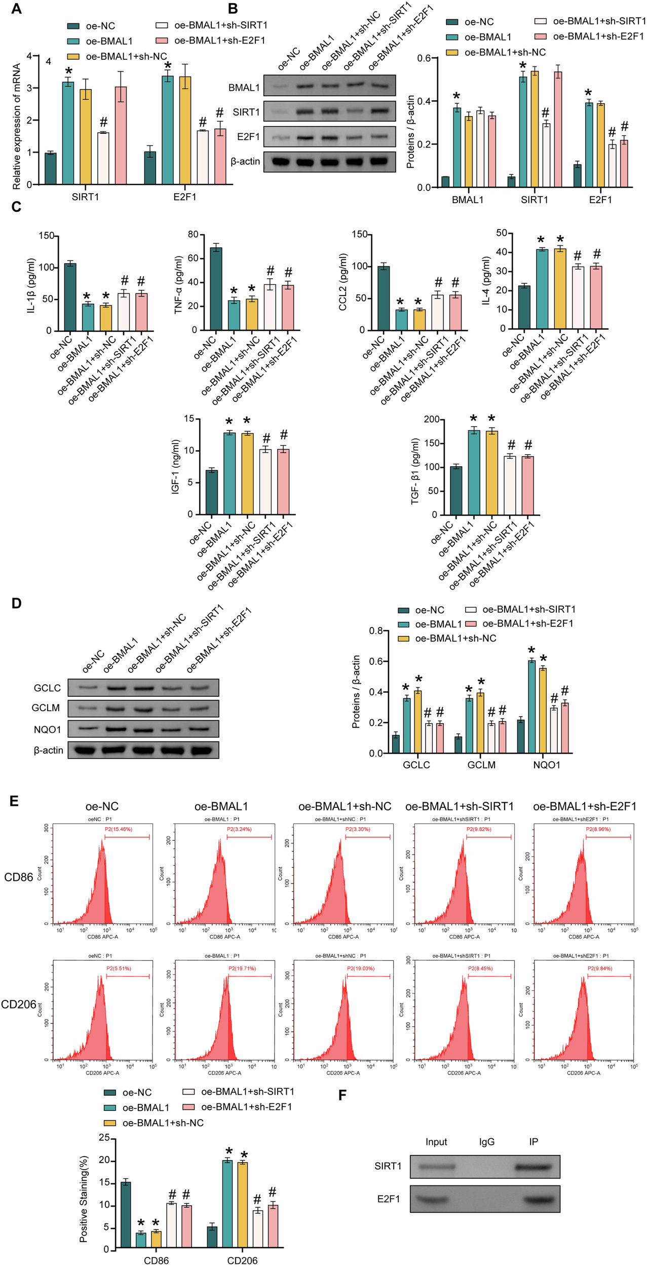 Fig. 5: BMAL1 mediated LPS-induced microglial M1/M2 polarization via the SIRT1/E2F1 axis.