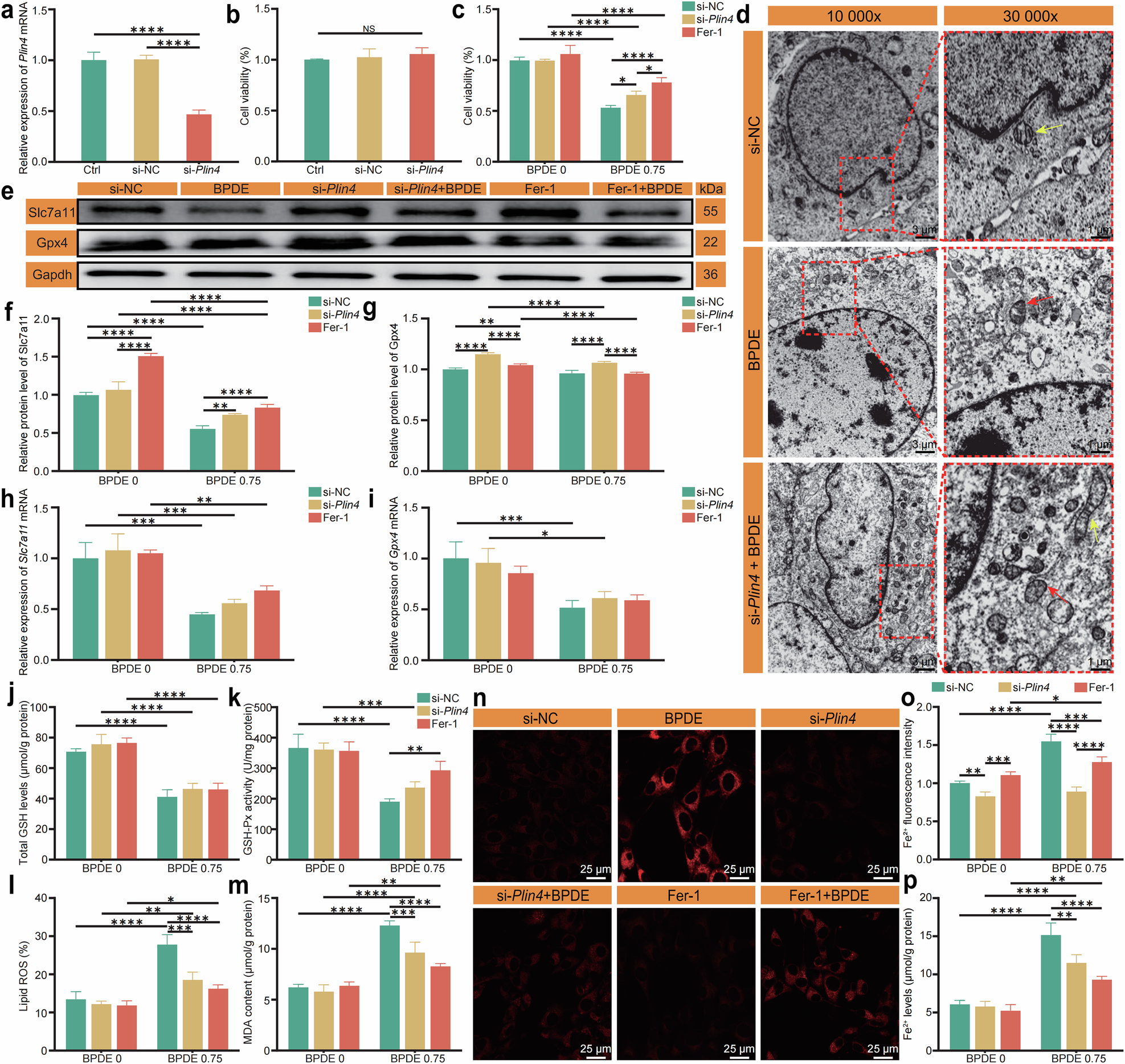 Fig. 4: Role of Plin4 in BPDE-induced ferroptosis in HT22 cells.