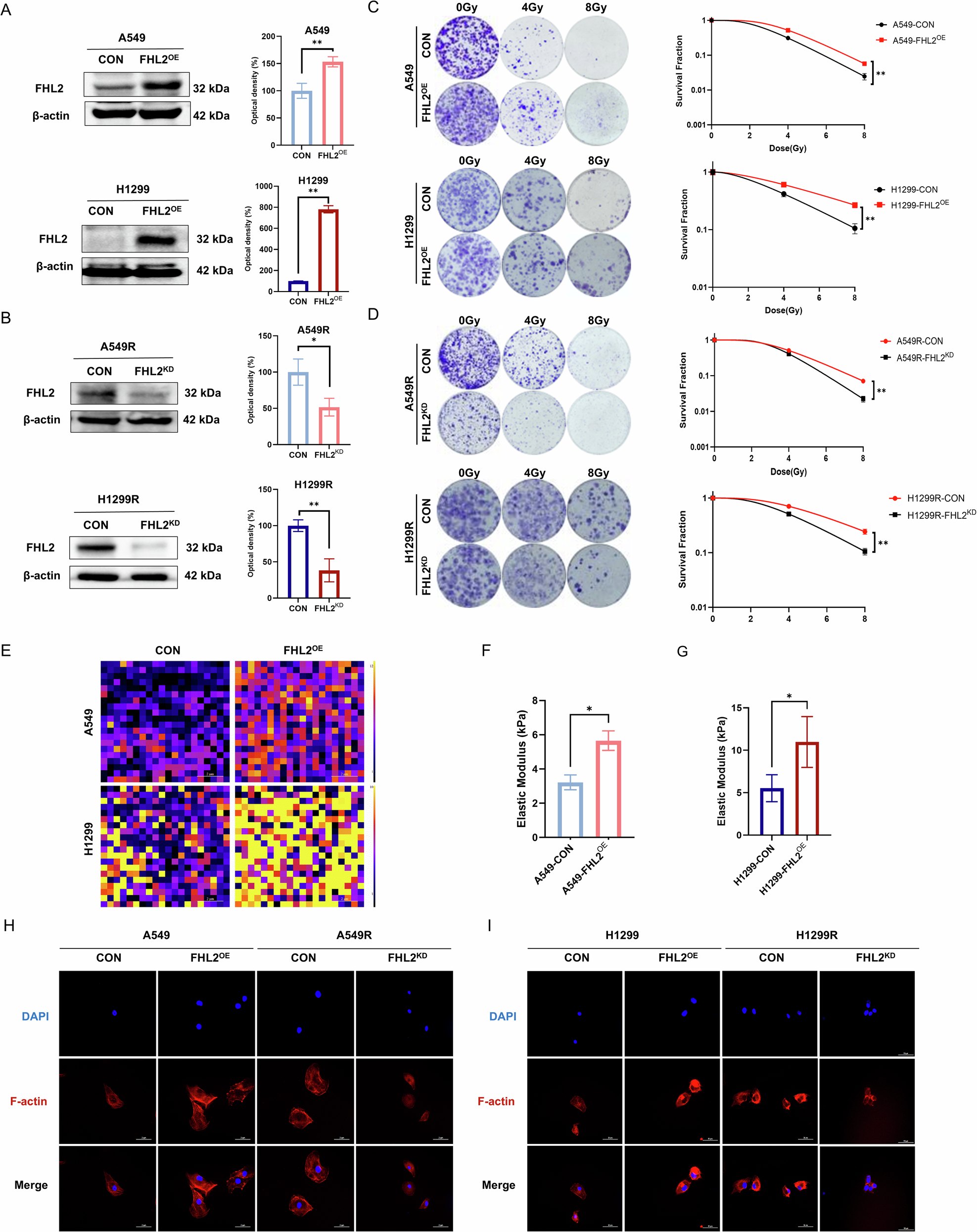 Fig. 2: Elevated FHL2 expression in radioresistant NSCLC cell lines drives resistance.