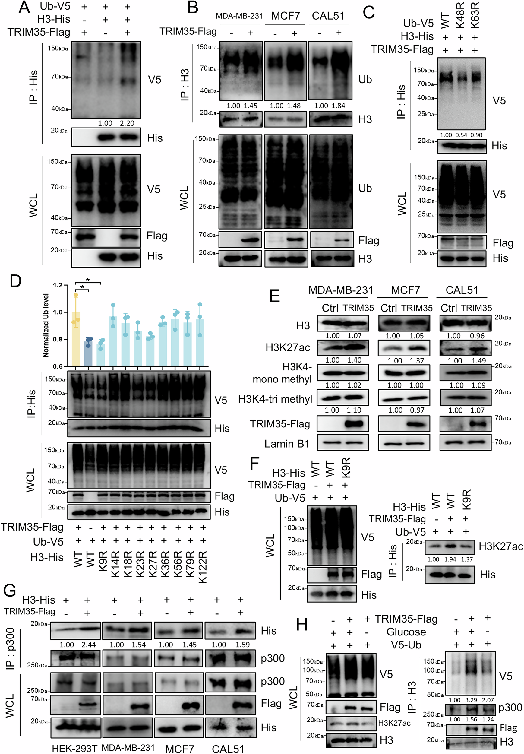 Fig. 4: TRIM35 polyubiquitinates H3, and the ubiquitination signal recruits p300 to acetylate H3K27.