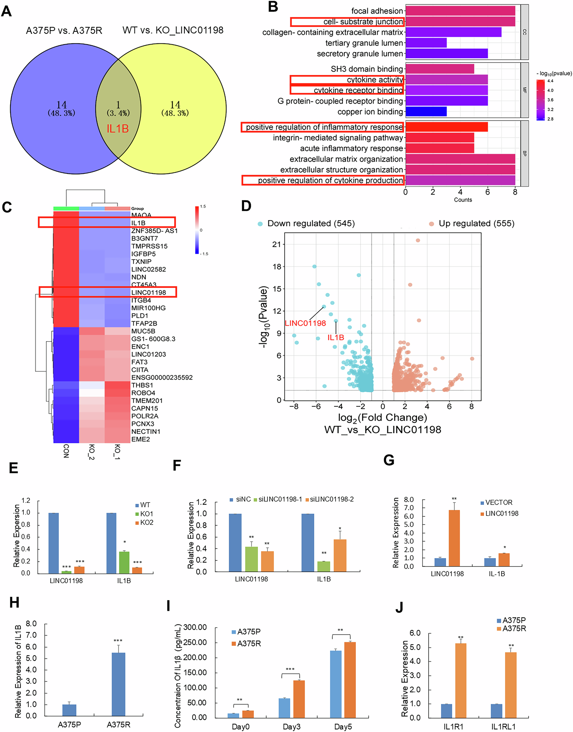 Fig. 3: Transcriptomic sequencing reveals LINC01198 positively regulates cytokine IL-1β expression.