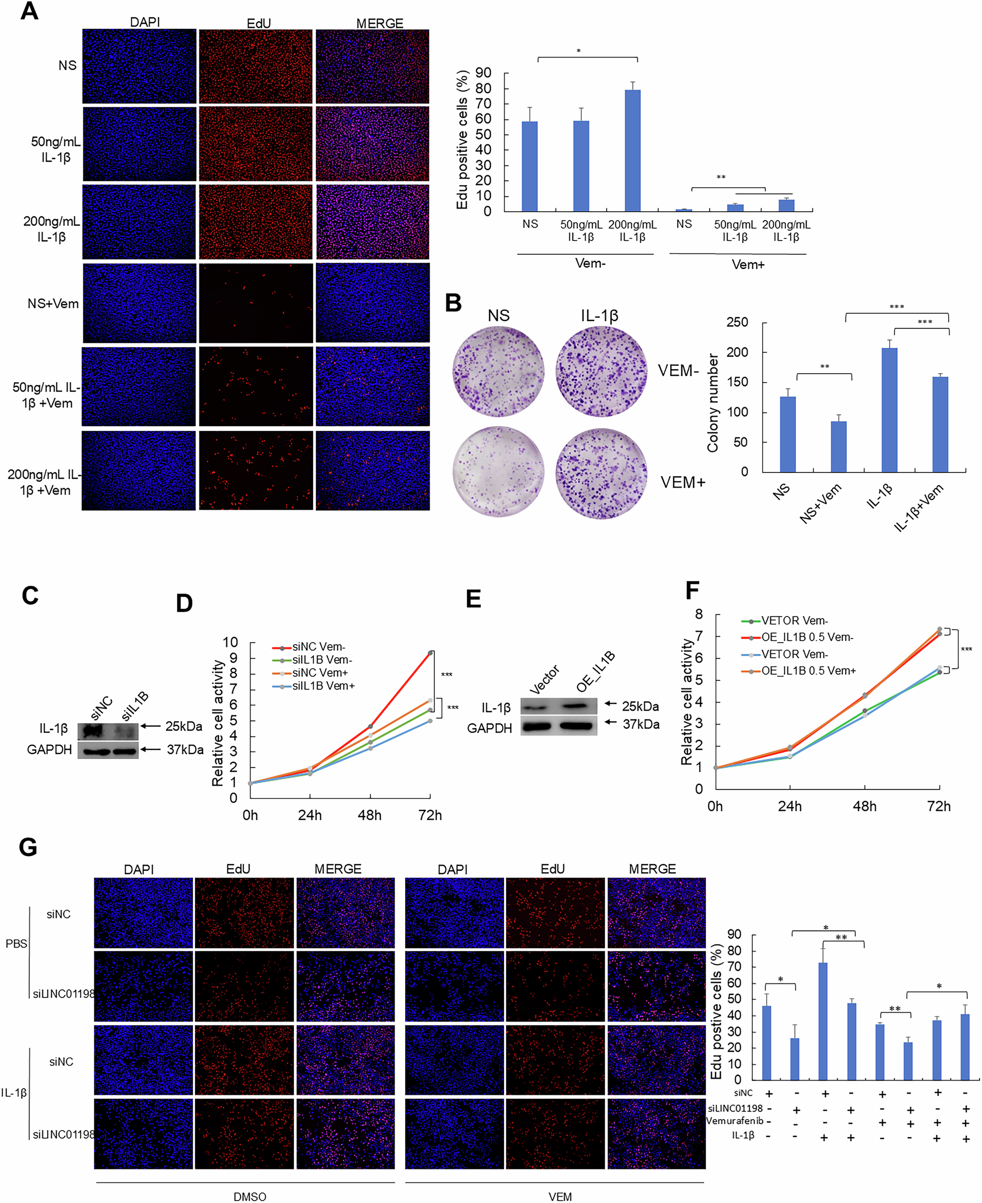 Fig. 4: IL-1β promoted vemurafenib resistance through enhancing melanoma cell viability.