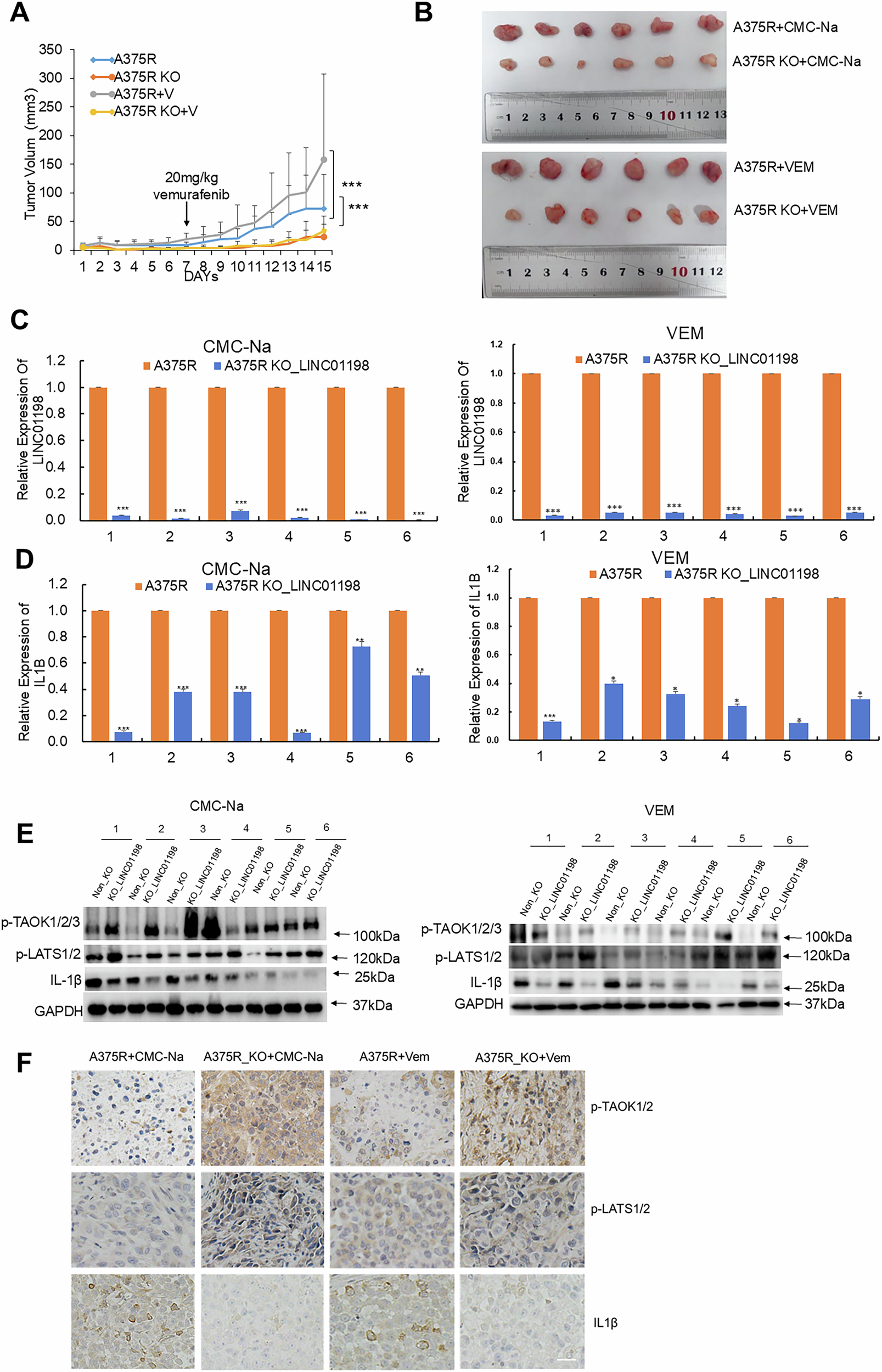 Fig. 8: LINC01198 promotes melanoma resistance to vemurafenib in vivo.