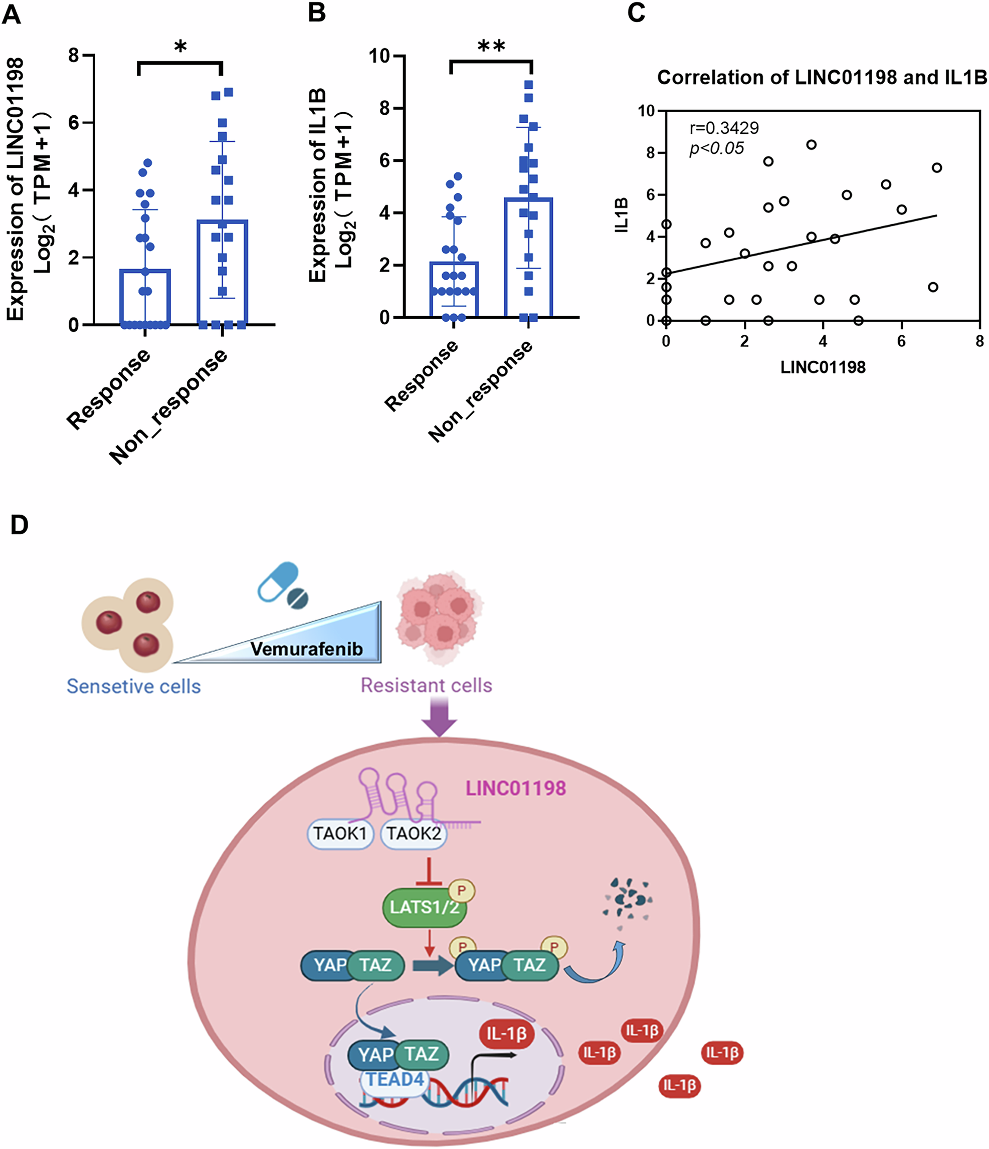 Fig. 9: LINC01198 and IL1B are higher-expressed in melanoma patients unresponsive to vemurafenib treatment.