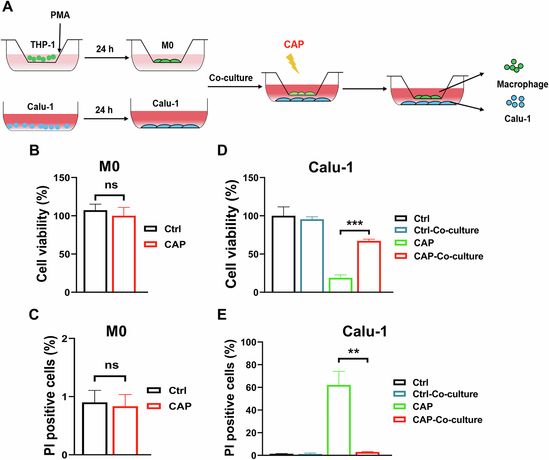 Fig. 1: Macrophages significantly reduced the killing effect of CAP on tumor cells.