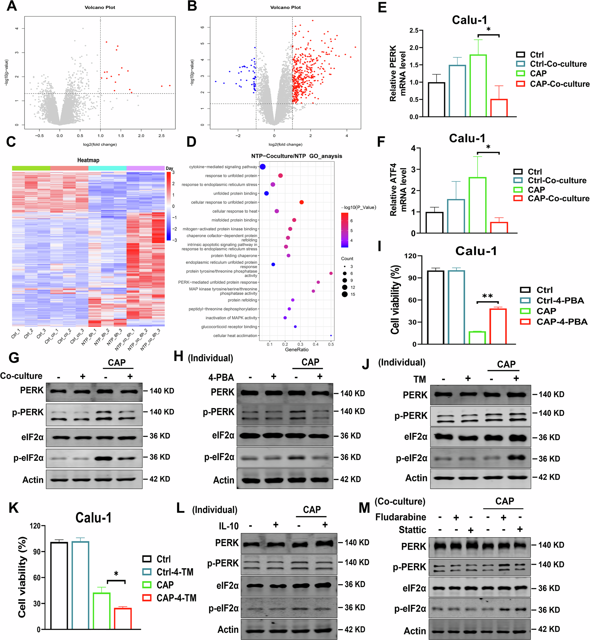 Fig. 4: IL-10-STAT1/STAT3 axis protects tumor cells via alleviating ER stress induced by CAP.