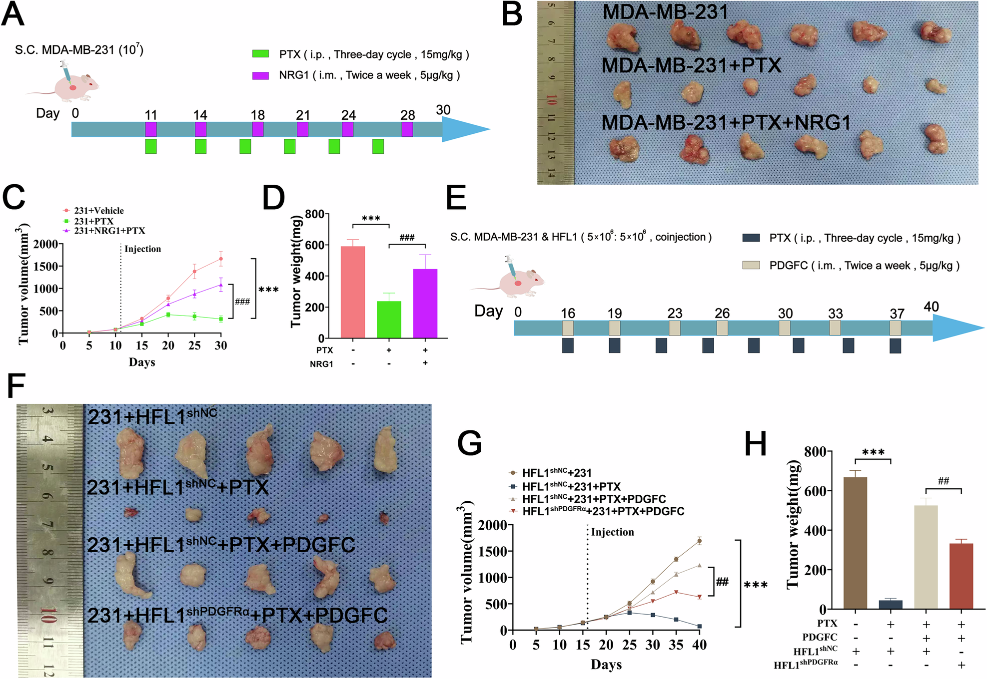 Fig. 6: NRG1 and PDGFC promote PTX resistance in BC in vivo.