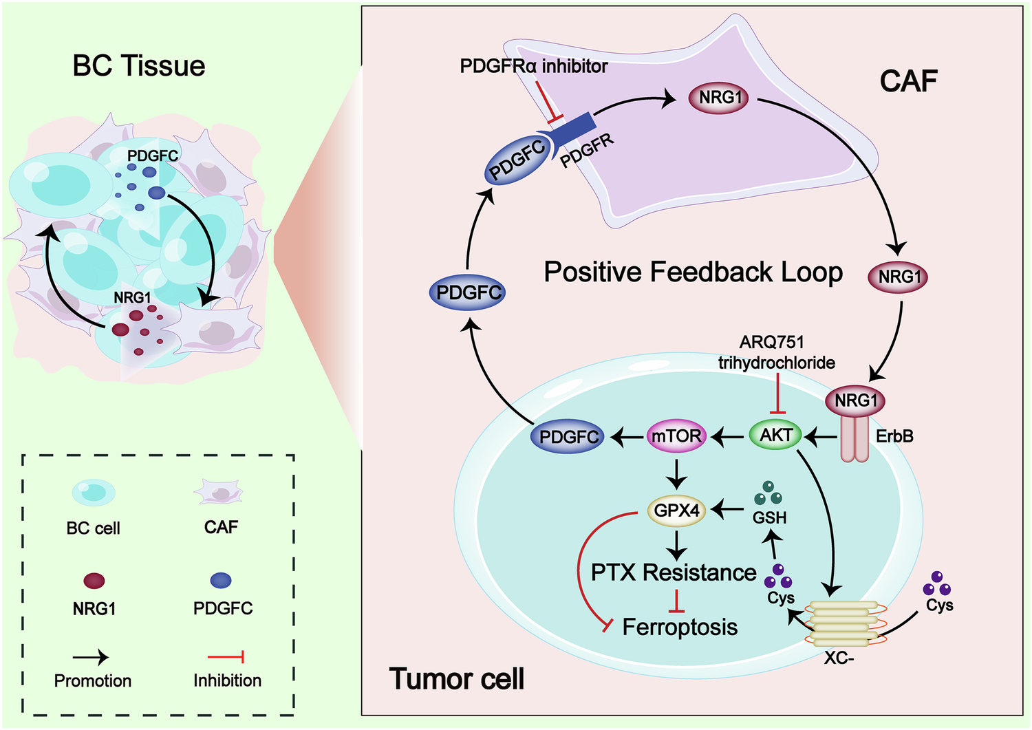 Fig. 7: The NRG1/PDGFC positive feedback loop between CAFs and BC cells promotes PTX resistance in BC.