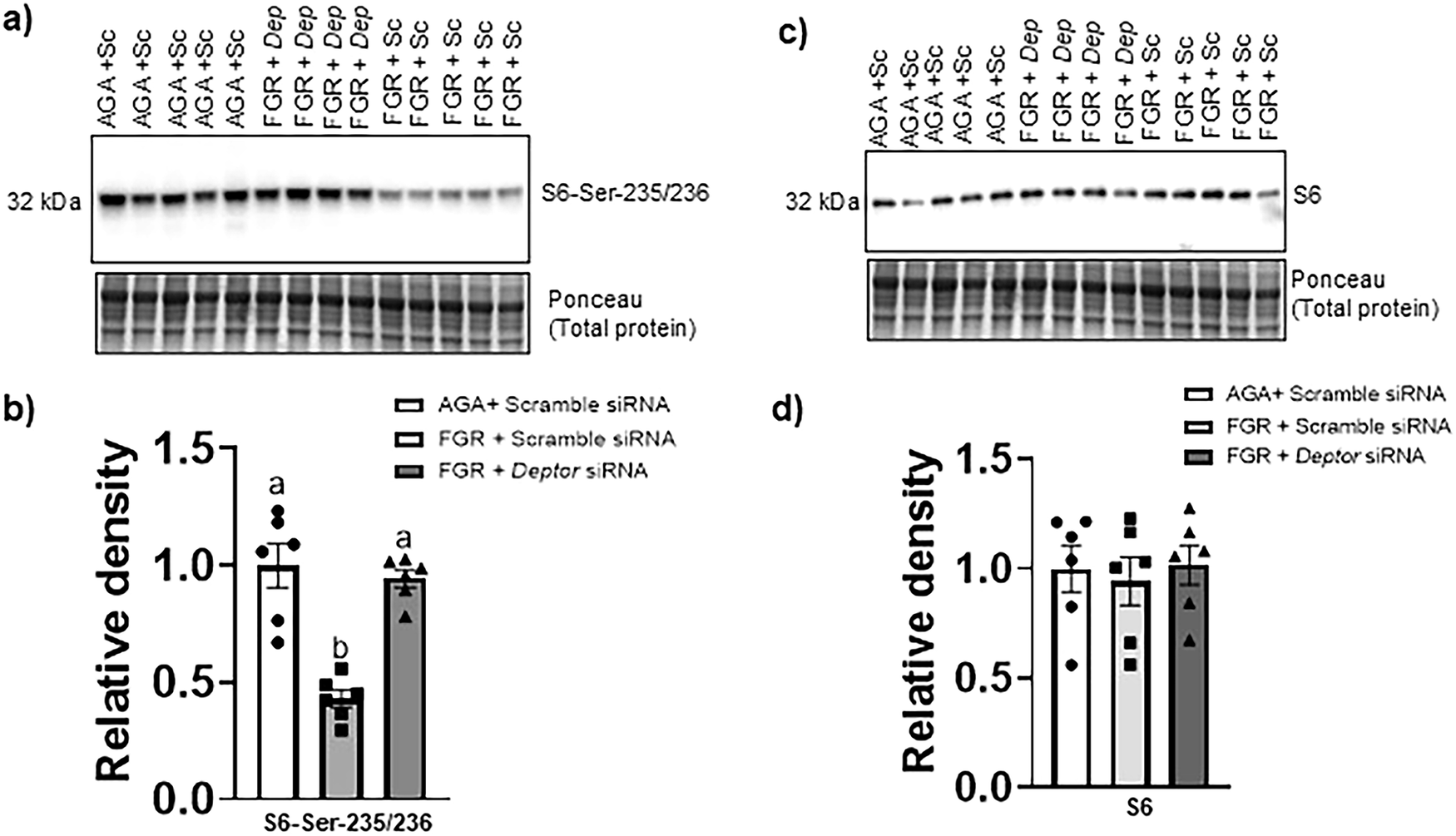 Fig. 3: Normalizing DEPTOR protein levels in FGR PHT cells restores the mTORC1 signaling.