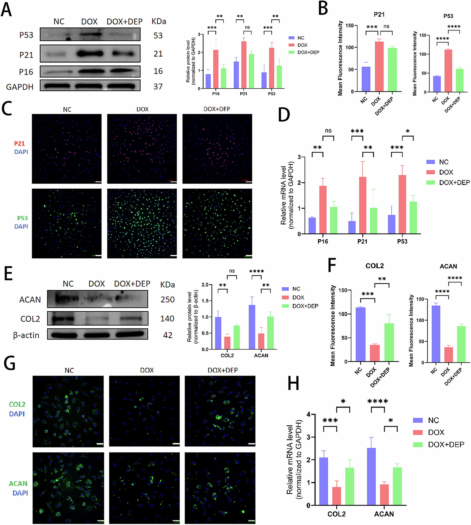 Fig. 3: Role of DEPTOR in aging-related proteins and extracellular matrix regulation in NPCs.