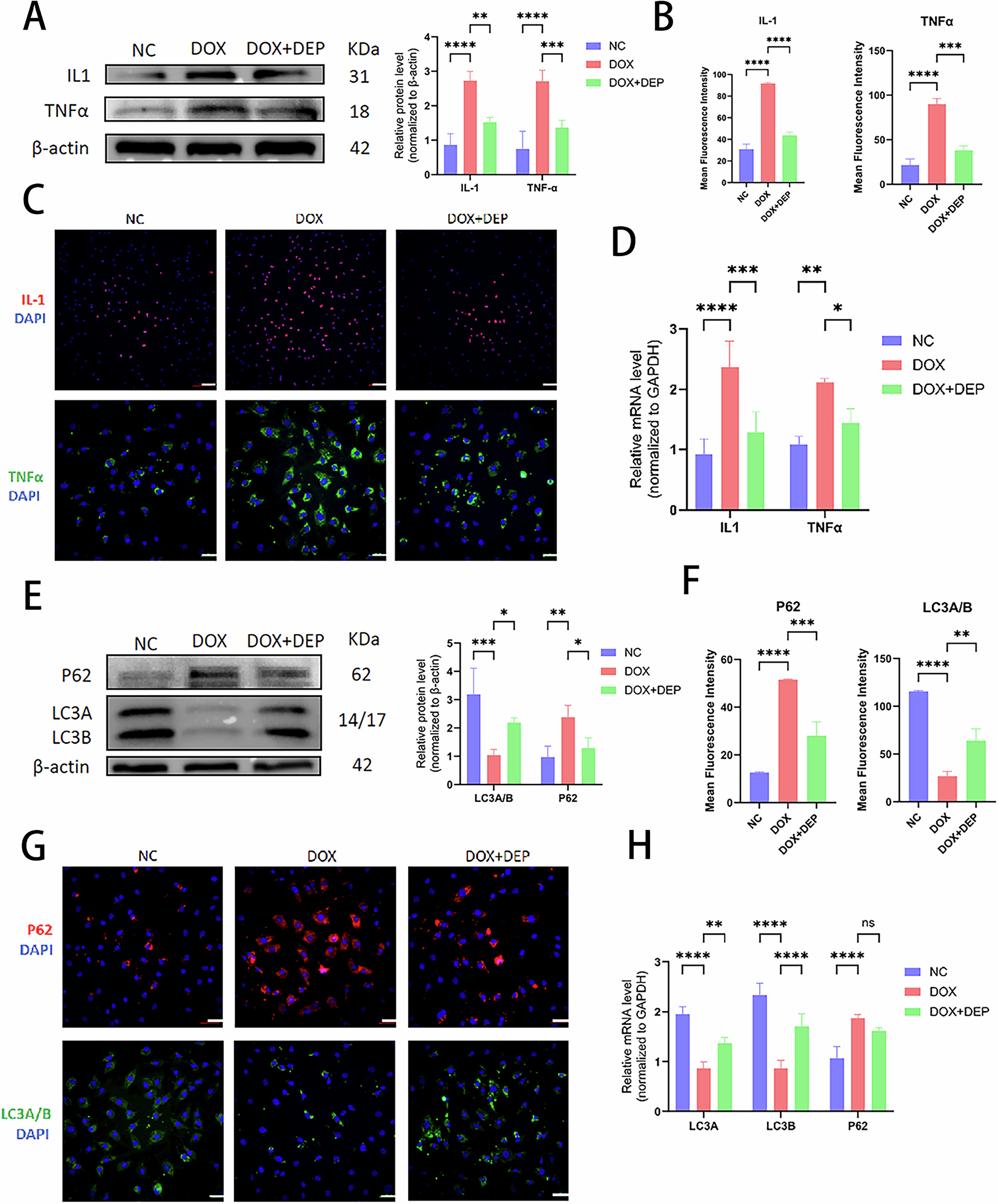 Fig. 4: Role of DEPTOR in inflammation, chemokine regulation, and cellular autophagy in NPCs.
