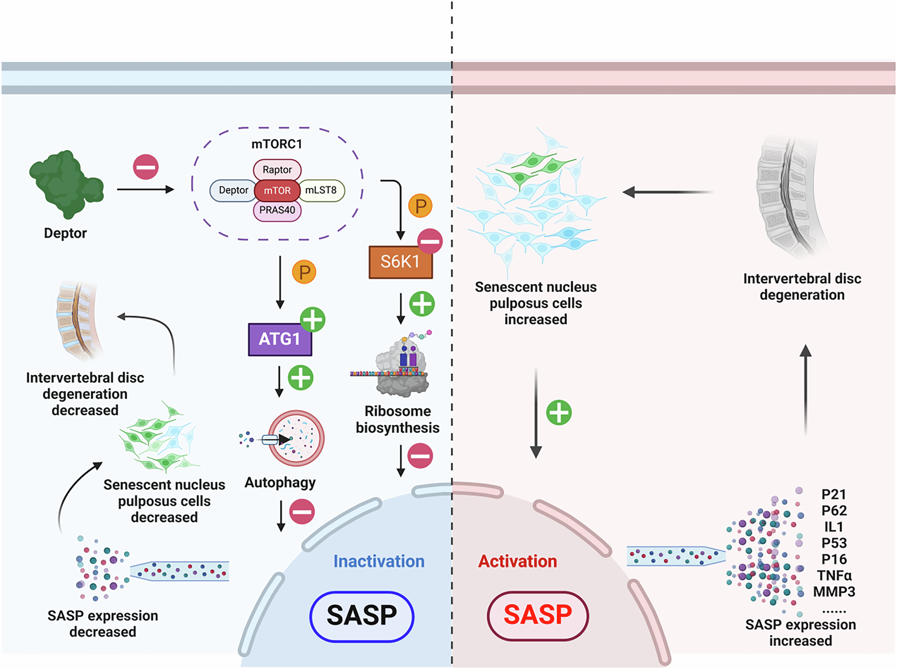 Fig. 8: Schematic diagram summarizing the study.