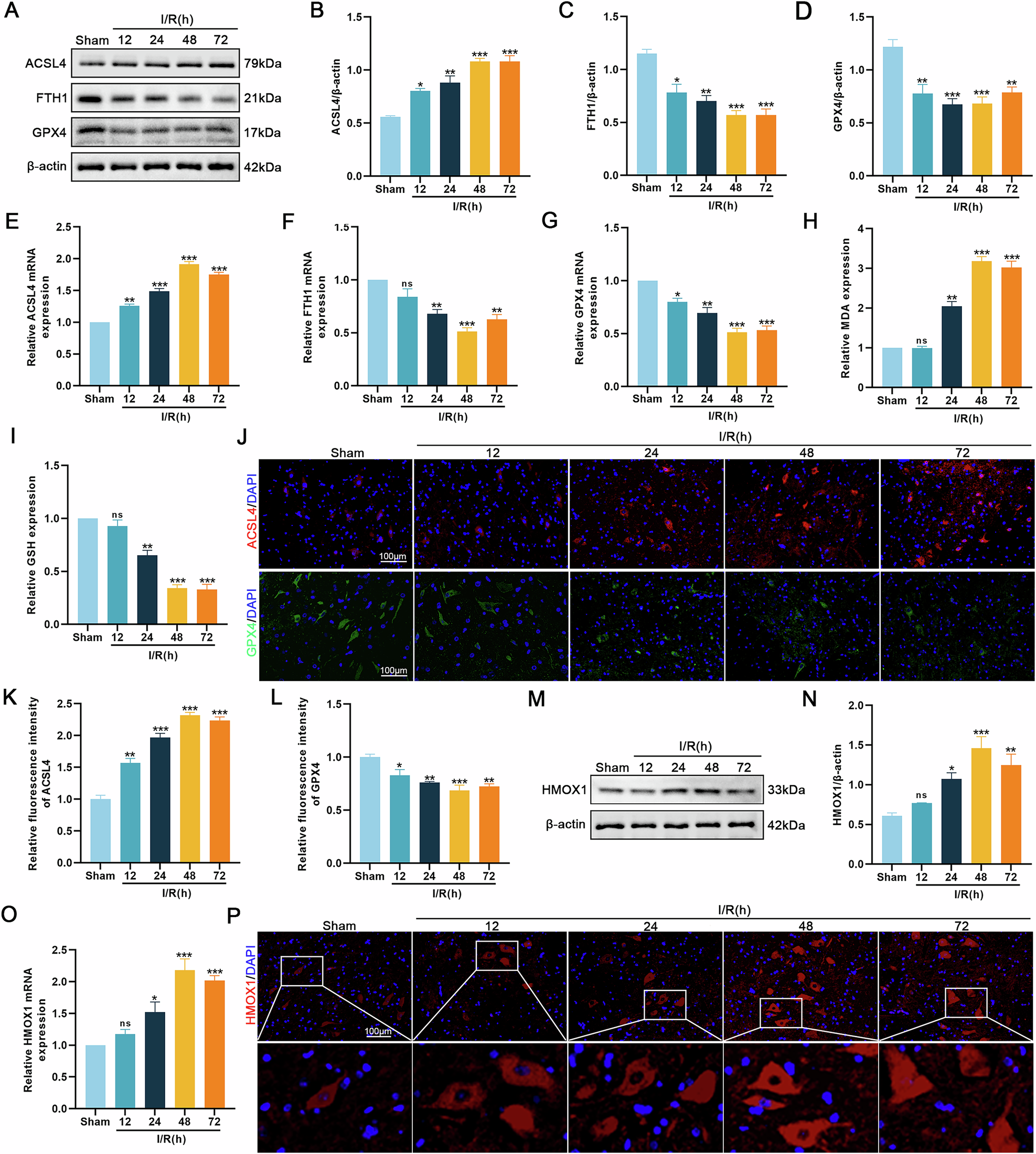 Fig. 1: Ferroptosis occurs after SCIRI and HMOX1 expression level is increased.