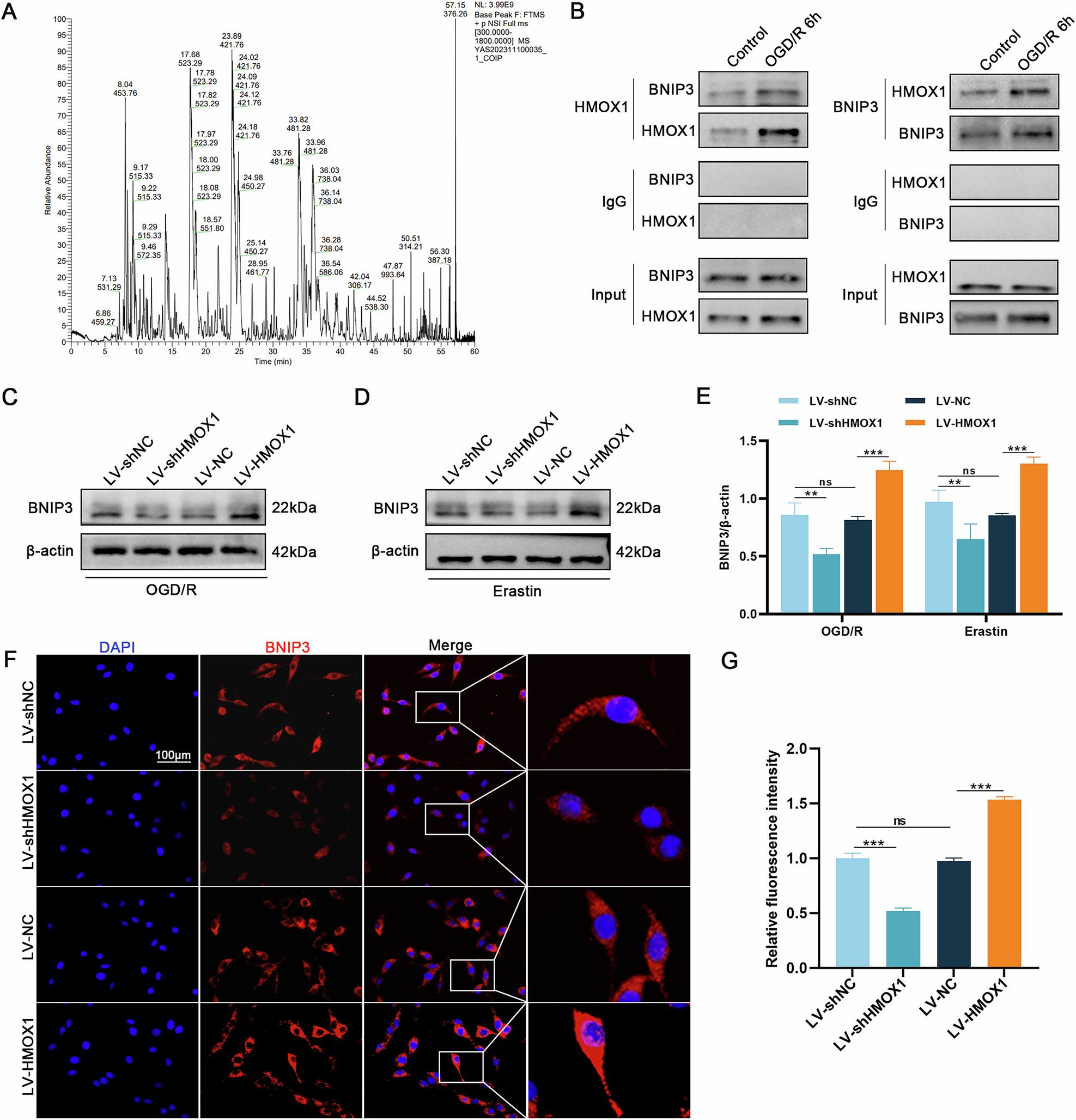 Fig. 4: HMOX1 and BNIP3 interactions.