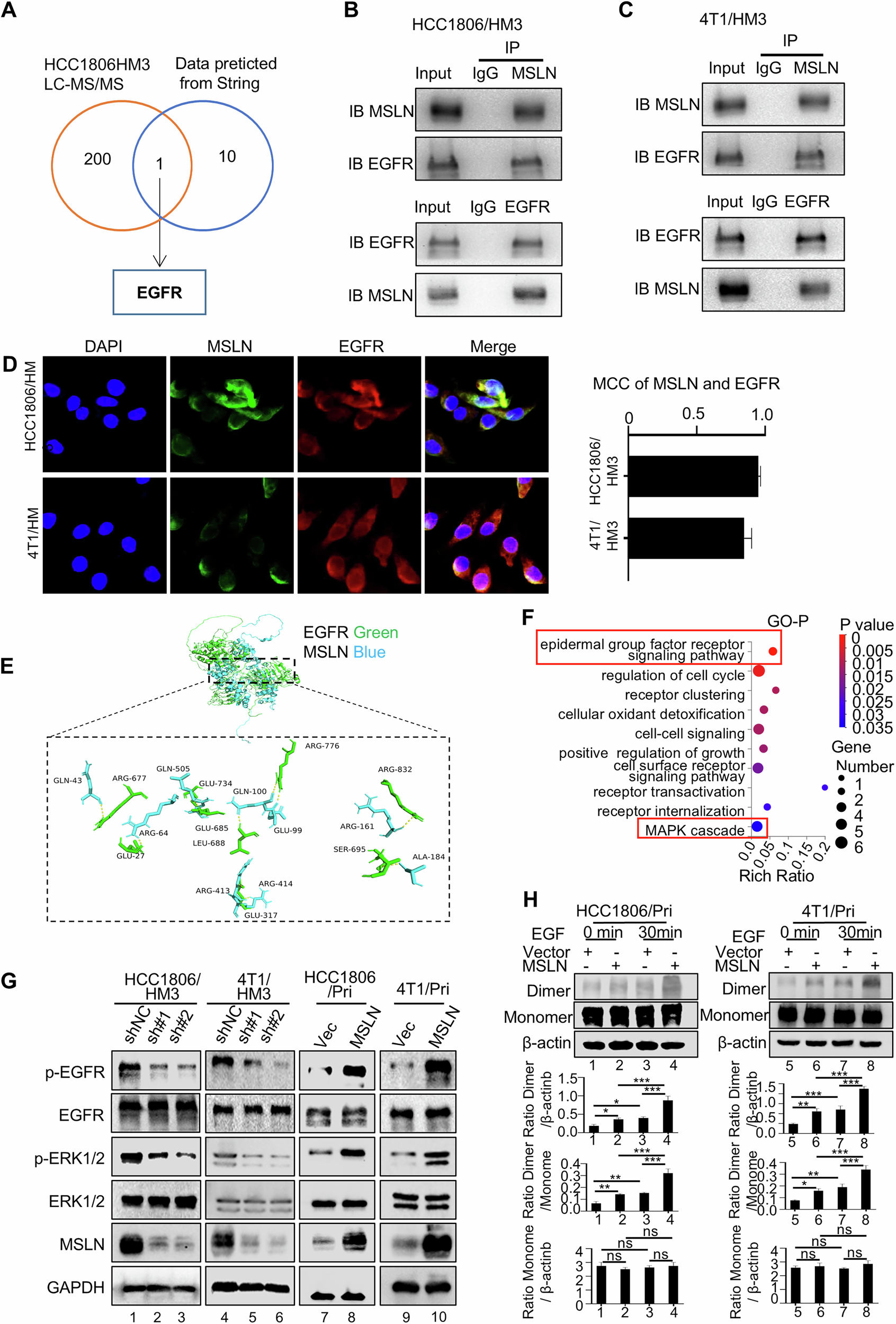 Fig. 6: MSLN activates the EGFR-ERK1/2 signaling pathway.
