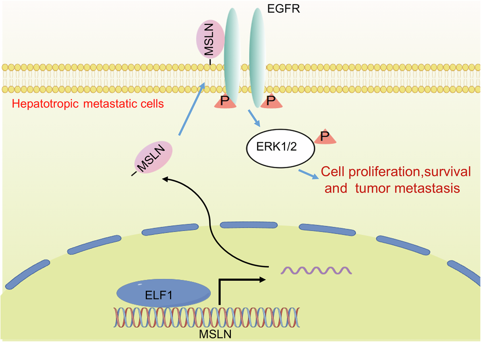 Fig. 9: Schematic diagram of MSLN-EGFR-ERK signaling contributing to breast cancer liver metastasis.