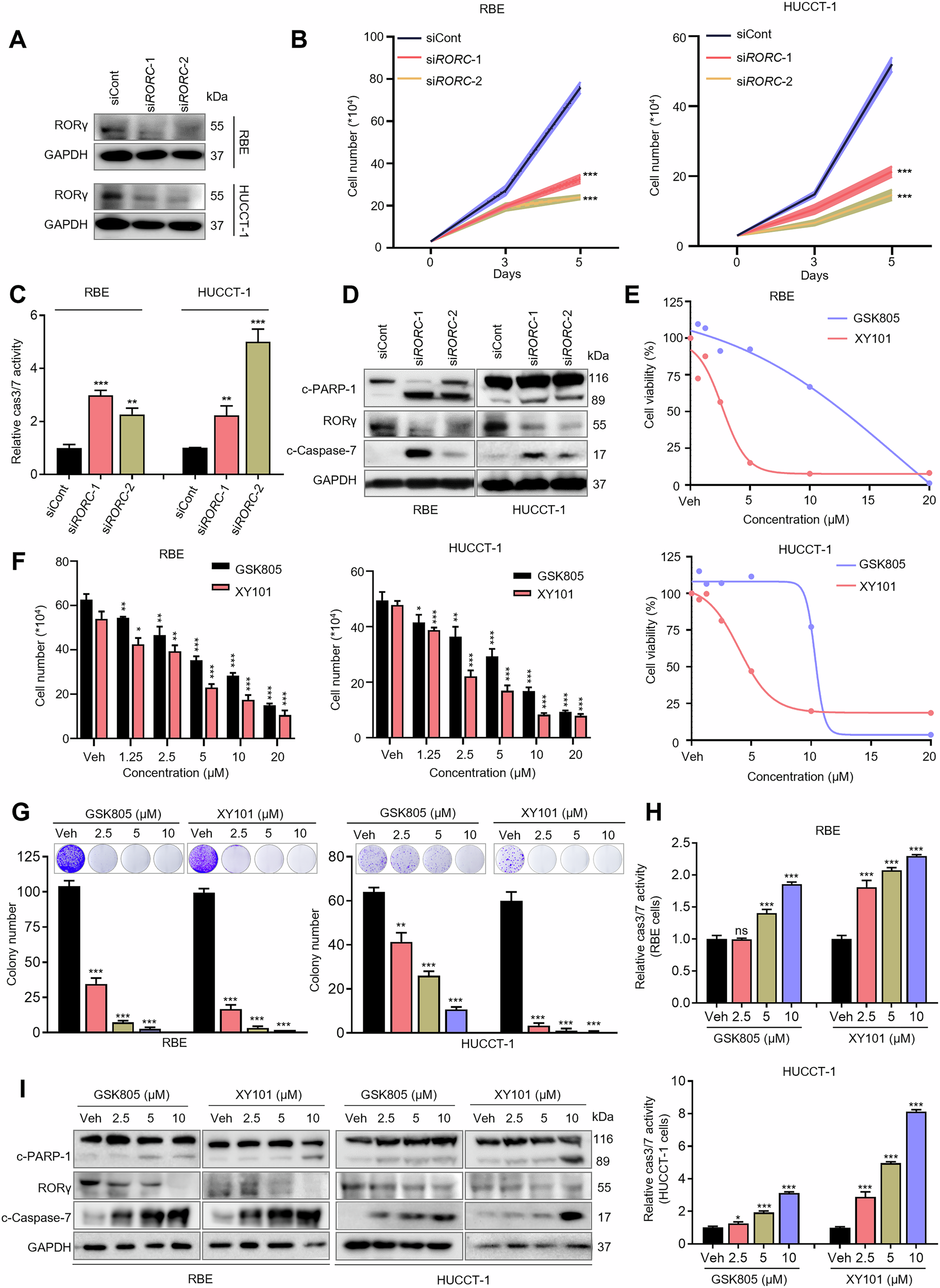 Fig. 2: RORγ inhibition suppresses cell proliferation and induces apoptosis in iCCA.