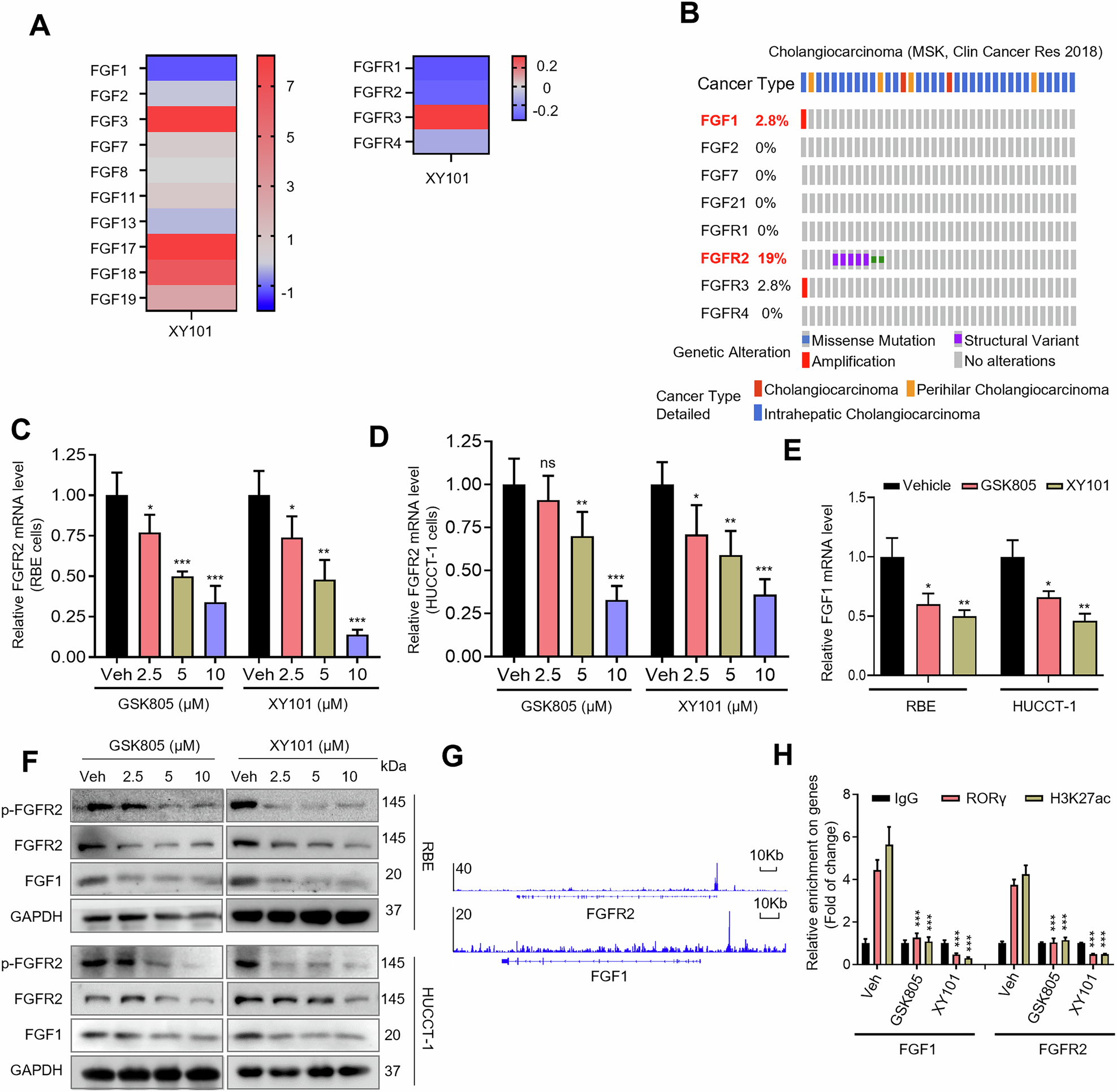 Fig. 4: RORγ directly regulates the transcription of FGF1 and FGFR2 in iCCA cells.