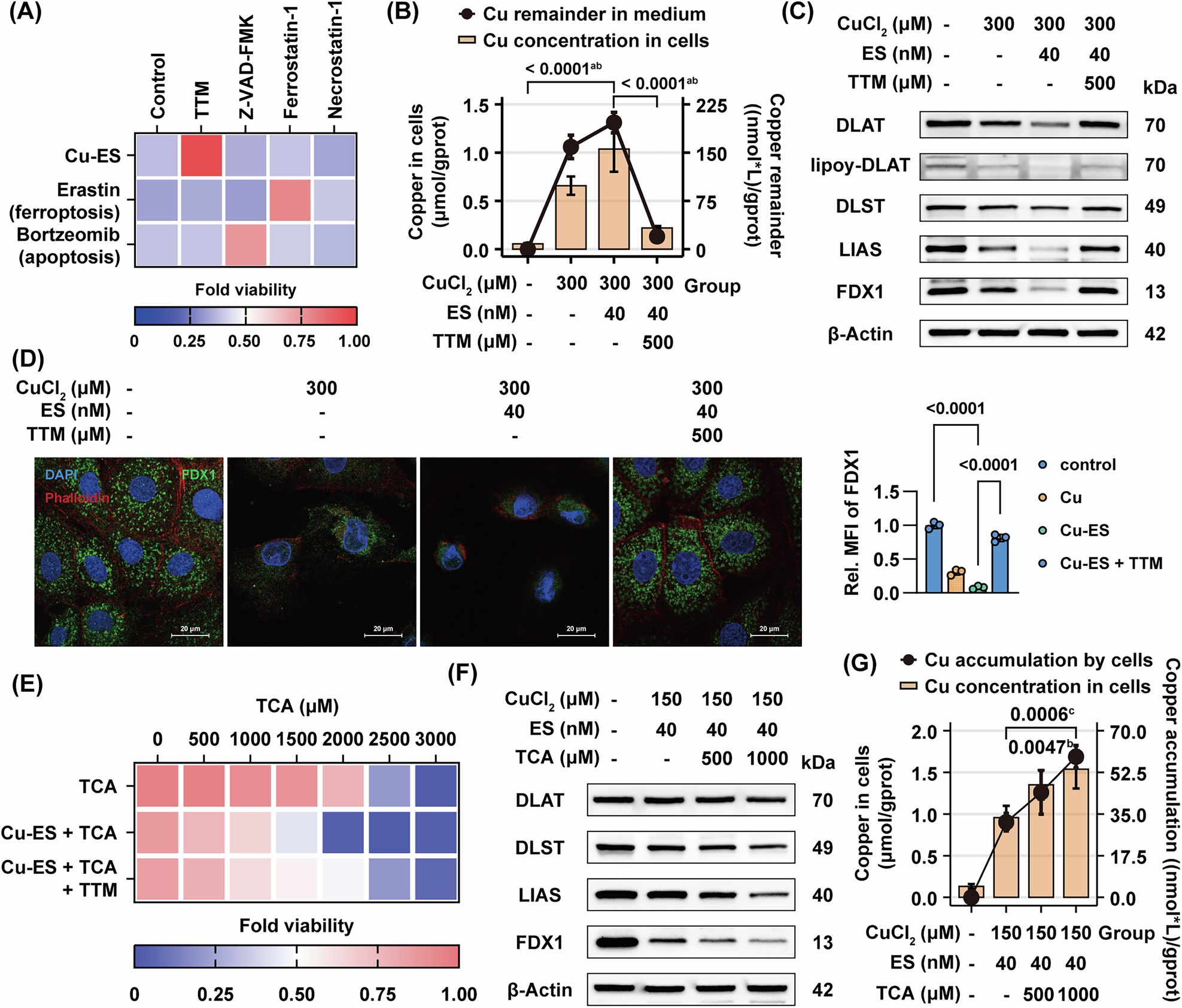 Fig. 5: Copper overload induces distinct copper-dependent cell death, and TCA further exacerbates cuproptosis via enhanced copper accumulation.