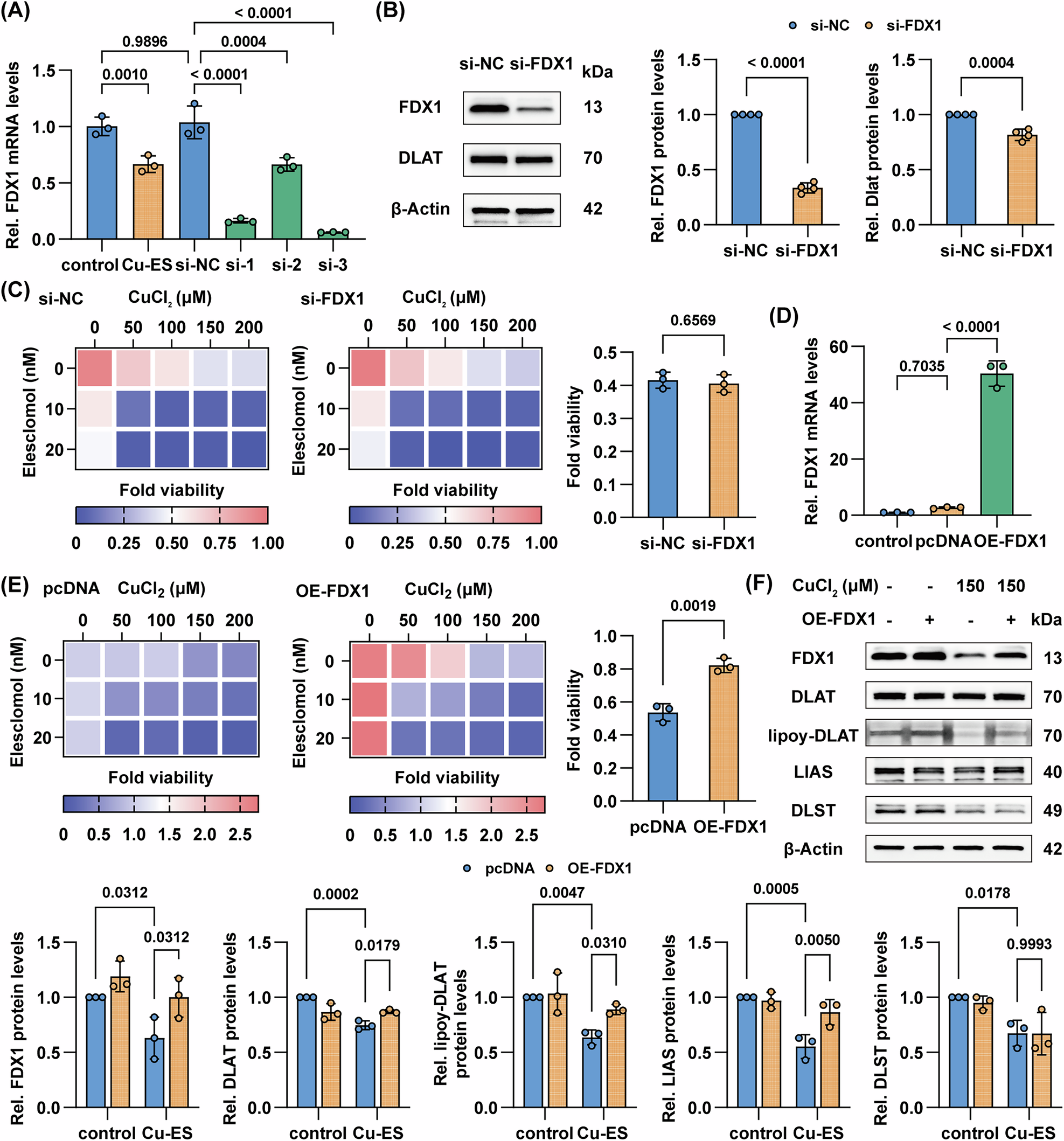 Fig. 7: FDX1 plays a complex regulatory role in hepatocyte cuproptosis.