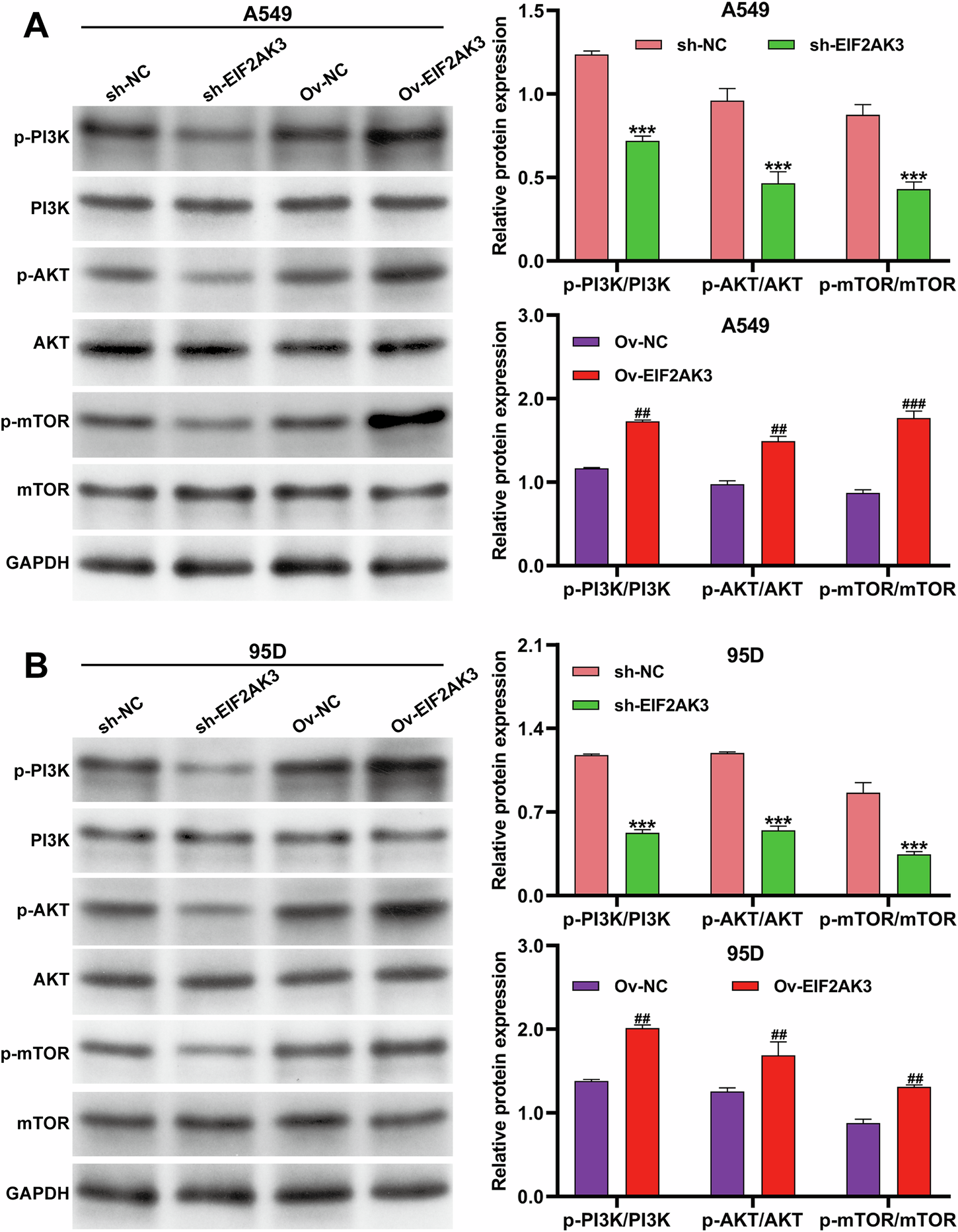 Fig. 5: EIF2AK3 modulated PI3K/AKT signaling independently of mTOR in NSCLC cells.