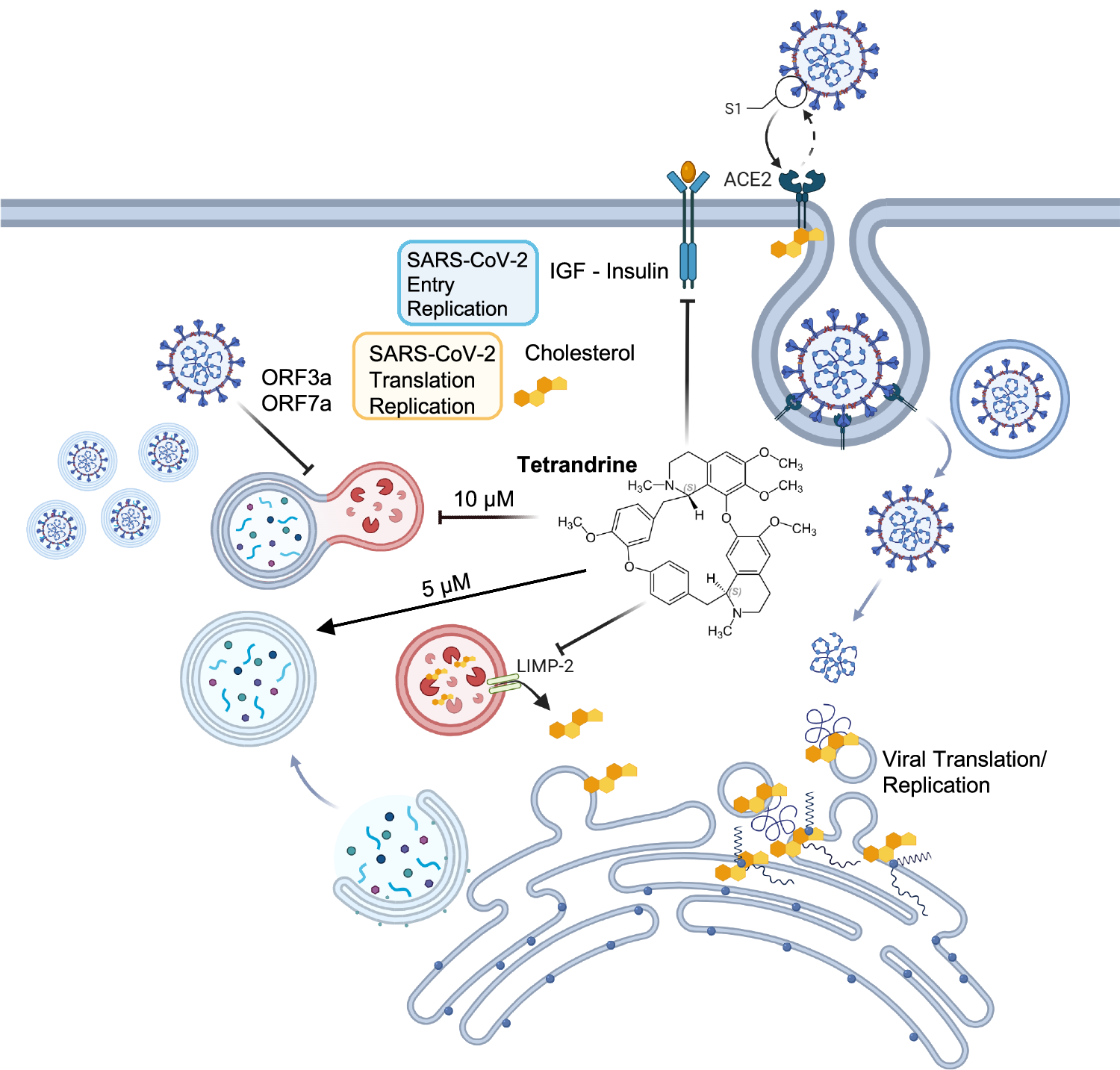 Fig. 8: Proposed mechanisms of Tetrandrine action on the autophagic system, cholesterol metabolism, and IGF–Insulin signaling during SARS-CoV-2 infection.