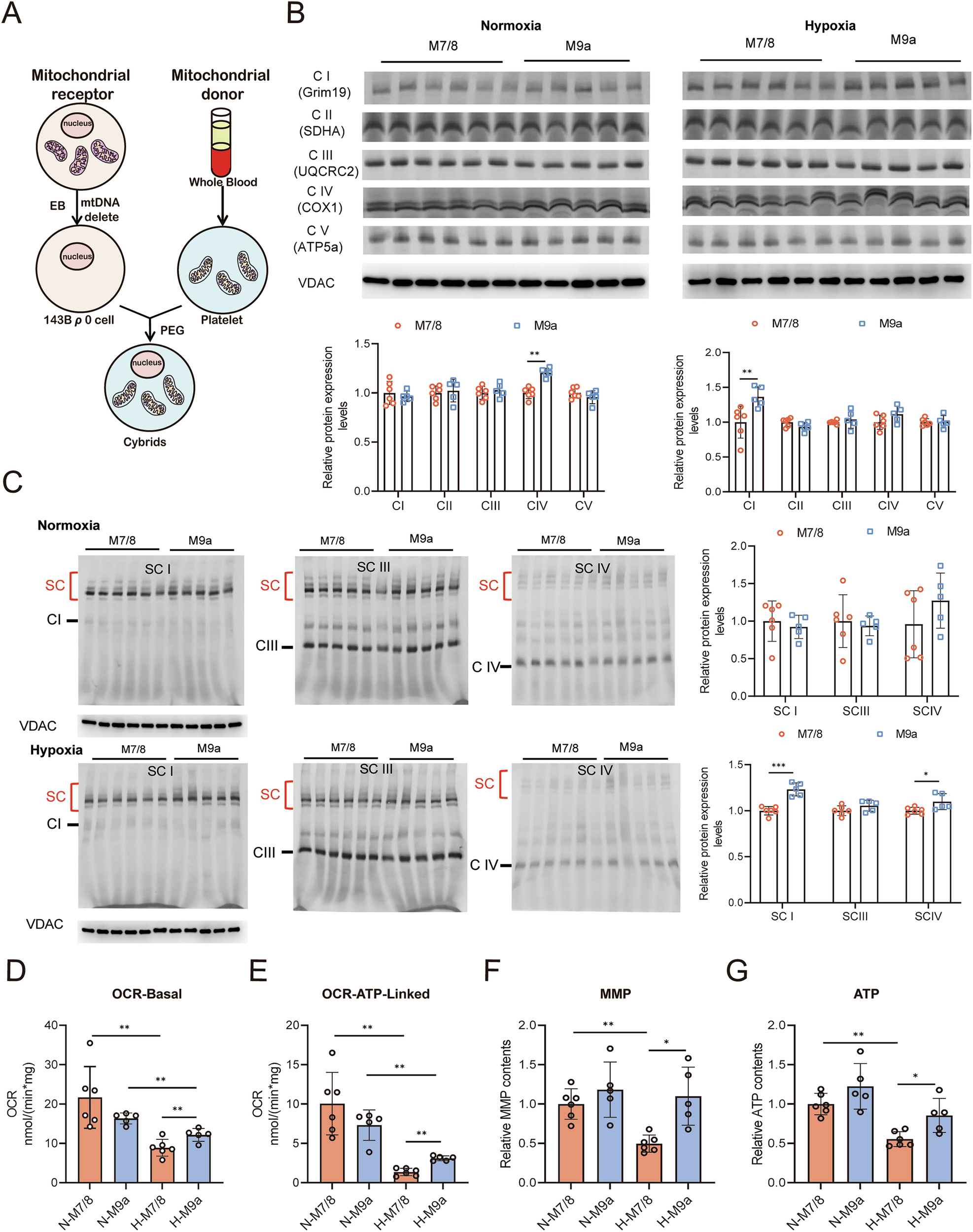 Fig. 1: The M9a cybrids exhibited enhanced mitochondrial function than the M7/8 cybrids under hypoxic condition.