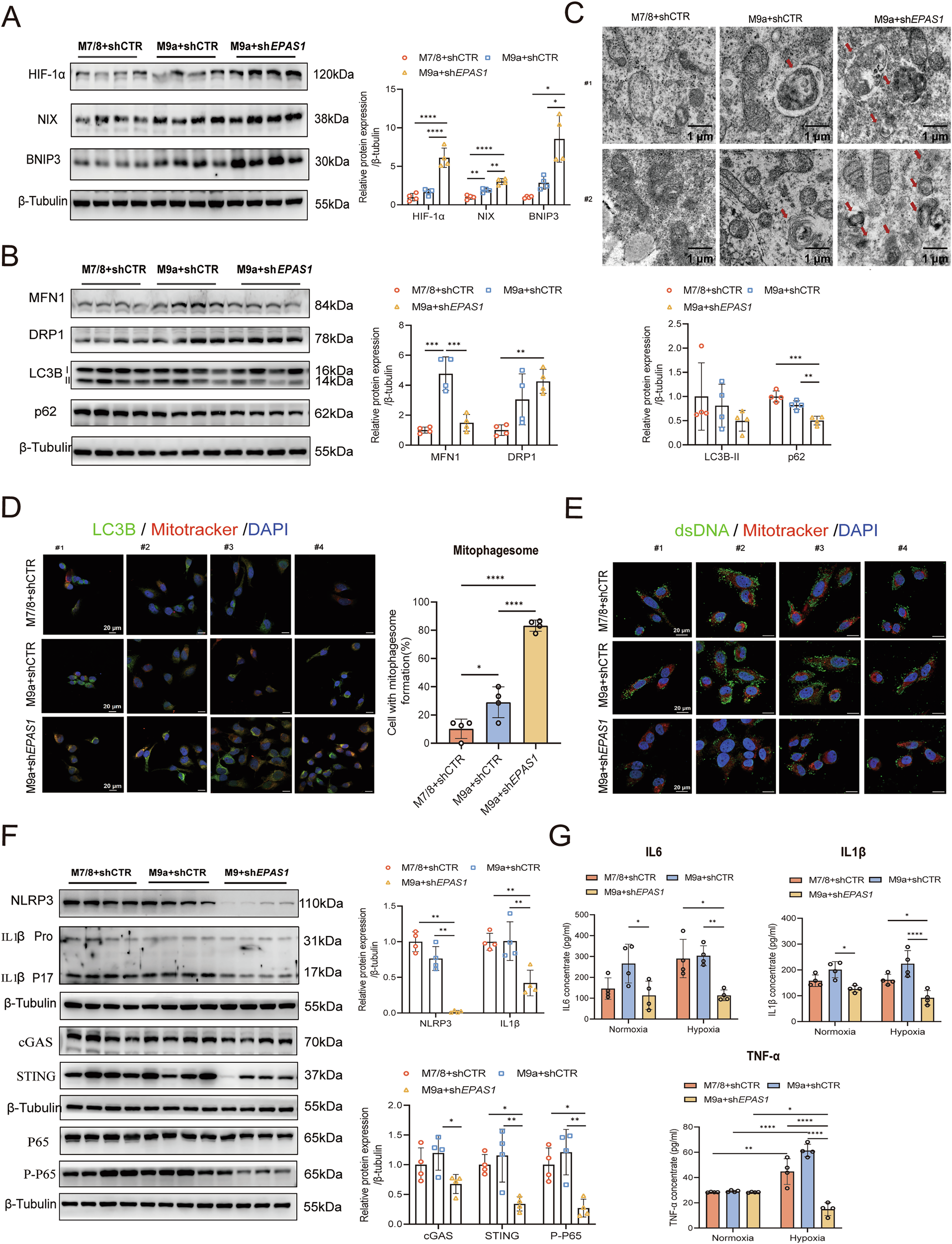 Fig. 4: Enhanced mitophagy reduces mtDNA-mediated inflammation in M9a+shEPAS1 cells under hypoxia.