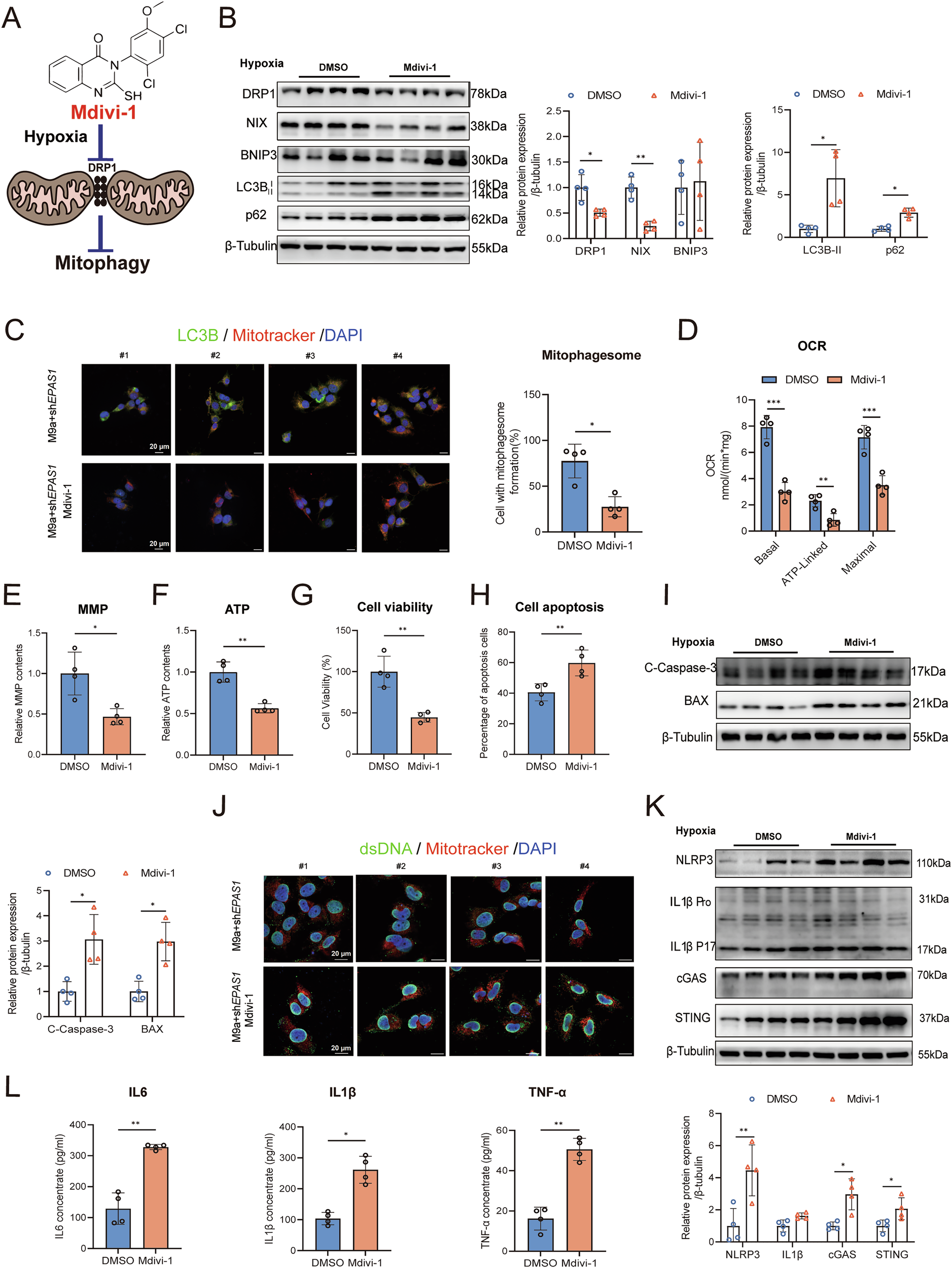 Fig. 7: Mdivi-1 inhibited mitophagy and exacerbated mtDNA-mediated inflammation in M9a+shEPAS1 cells during hypoxia.