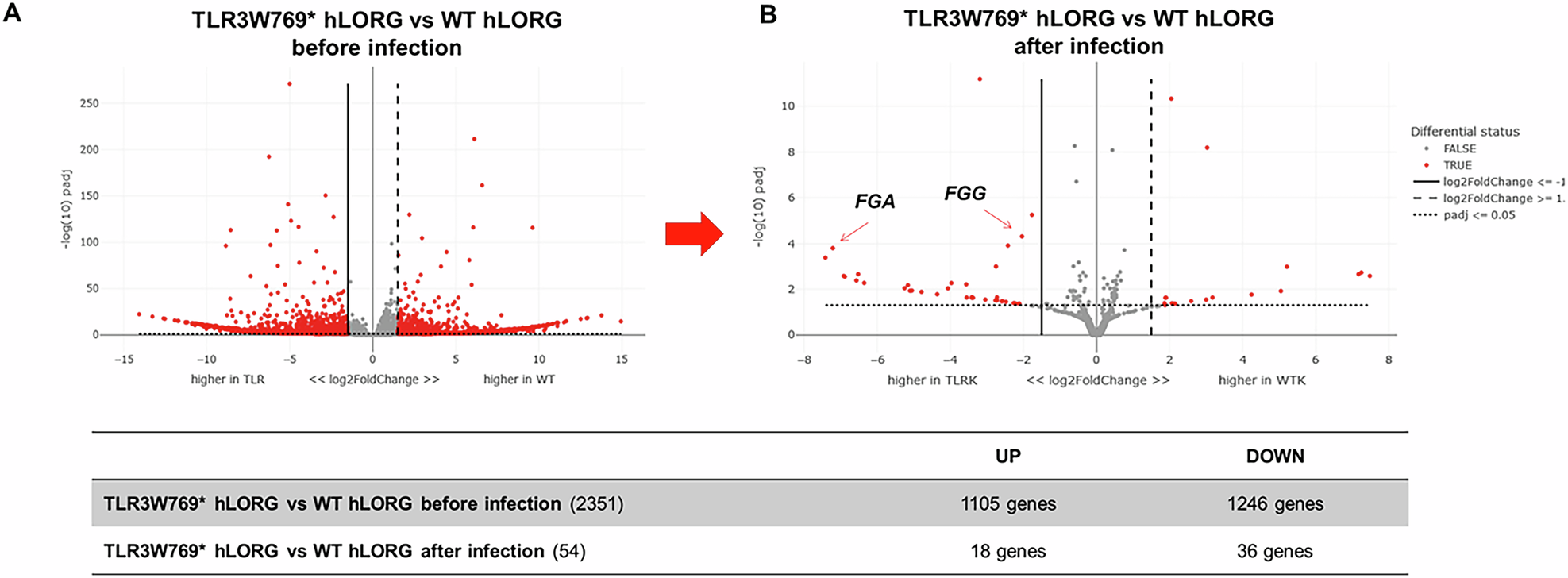 Fig. 5: Volcano plot of RNA-Seq analysis in wild type and TLR3W769* hLORGs infected with VSV-pseudo SARS-CoV-2 virus.