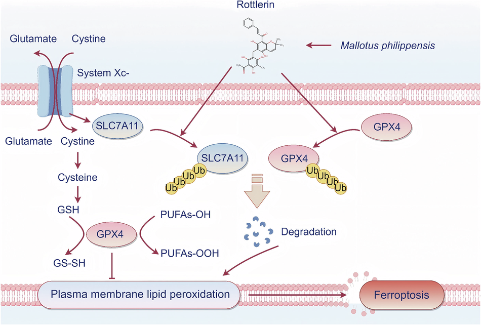 glutathione peroxidase antibody santa cruz Rottlerin triggers dual degradation of SLC7A11 and GPX4 to drive ferroptosis and chemosensitization in hepatocellular carcinoma holiday10