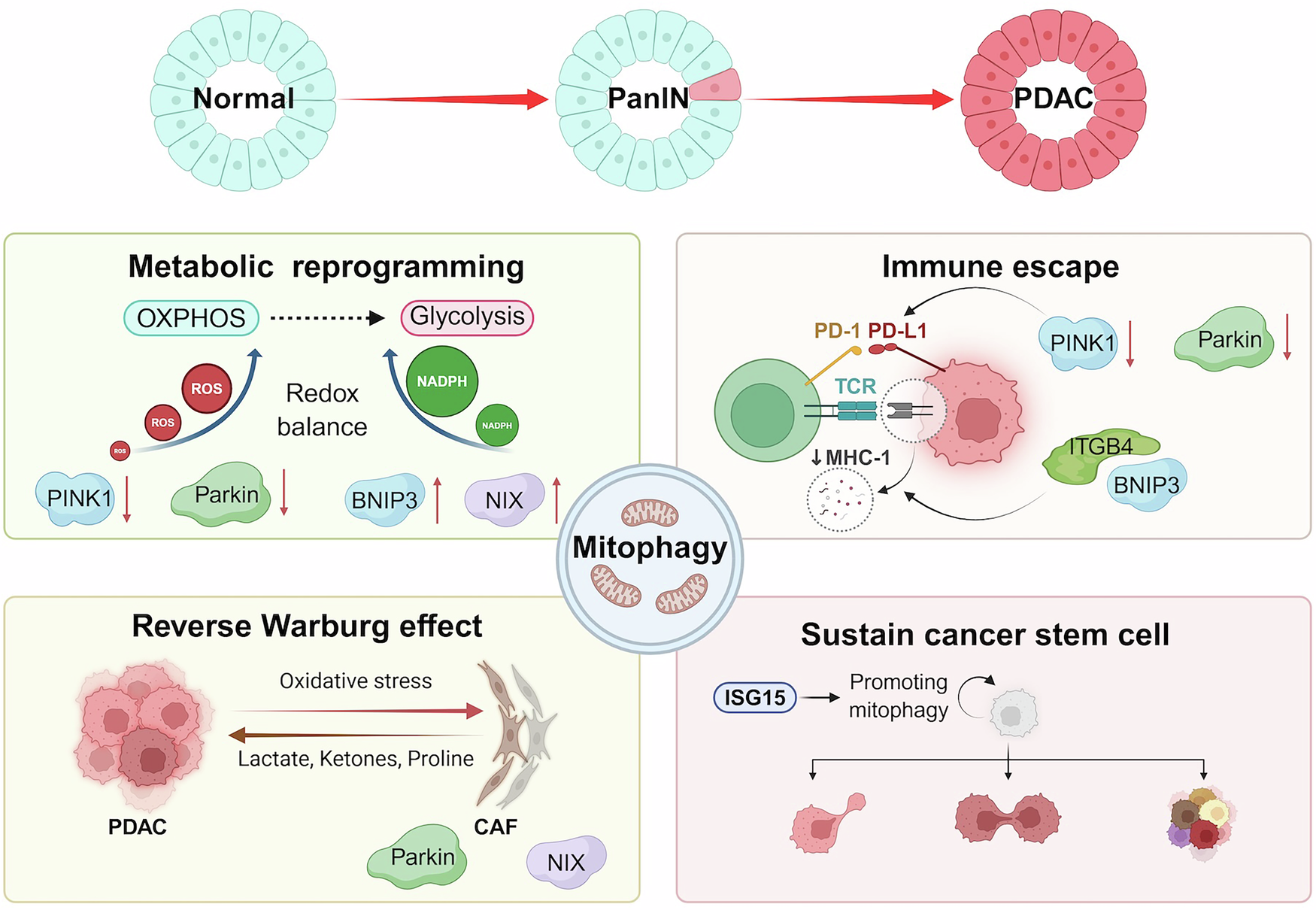 Fig. 2: The role of mitophagy in the pathogenesis of PDAC.