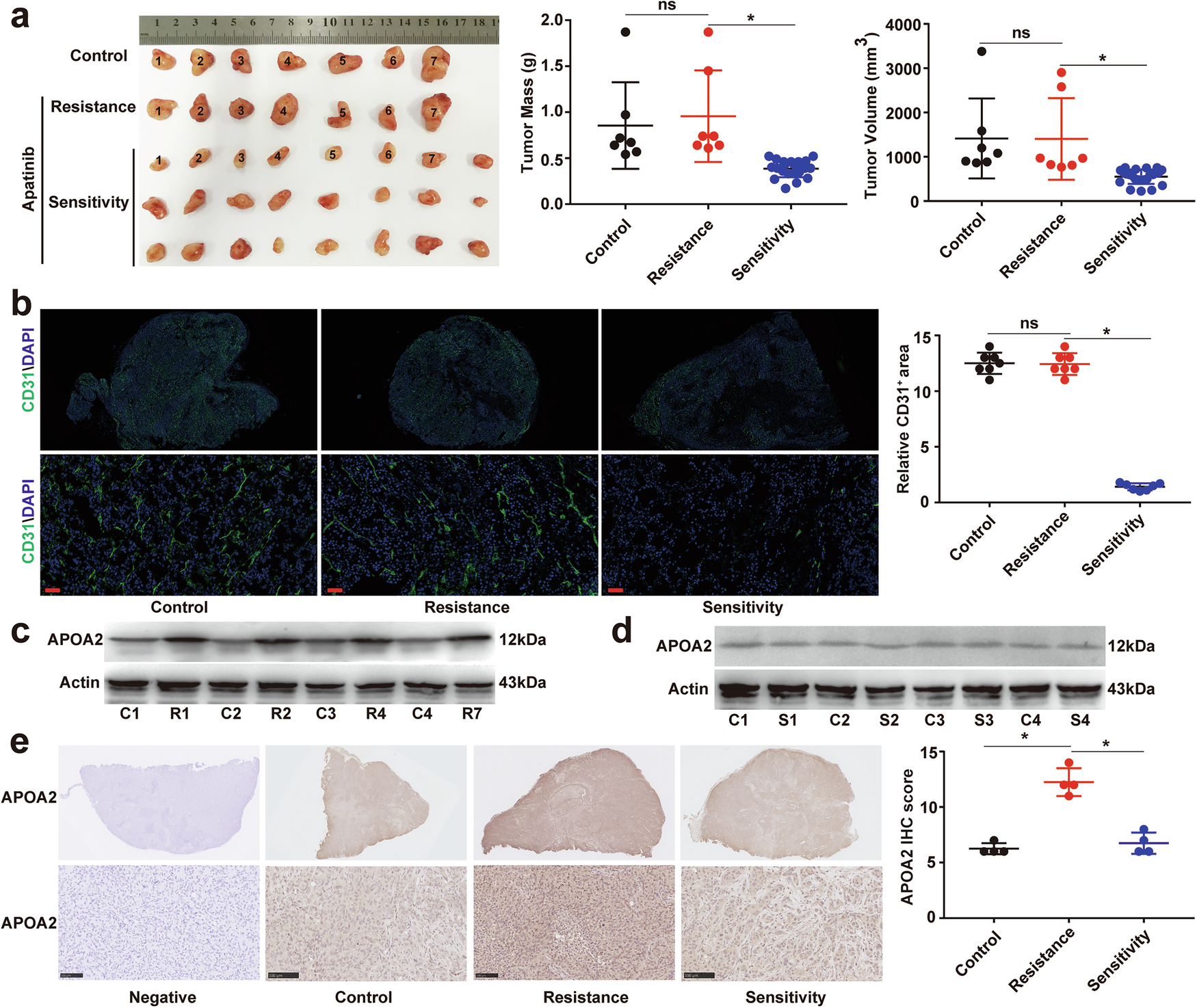 Fig. 2: APOA2 is responsible for acquired resistance to AAD in HCC-bearing mouse model.