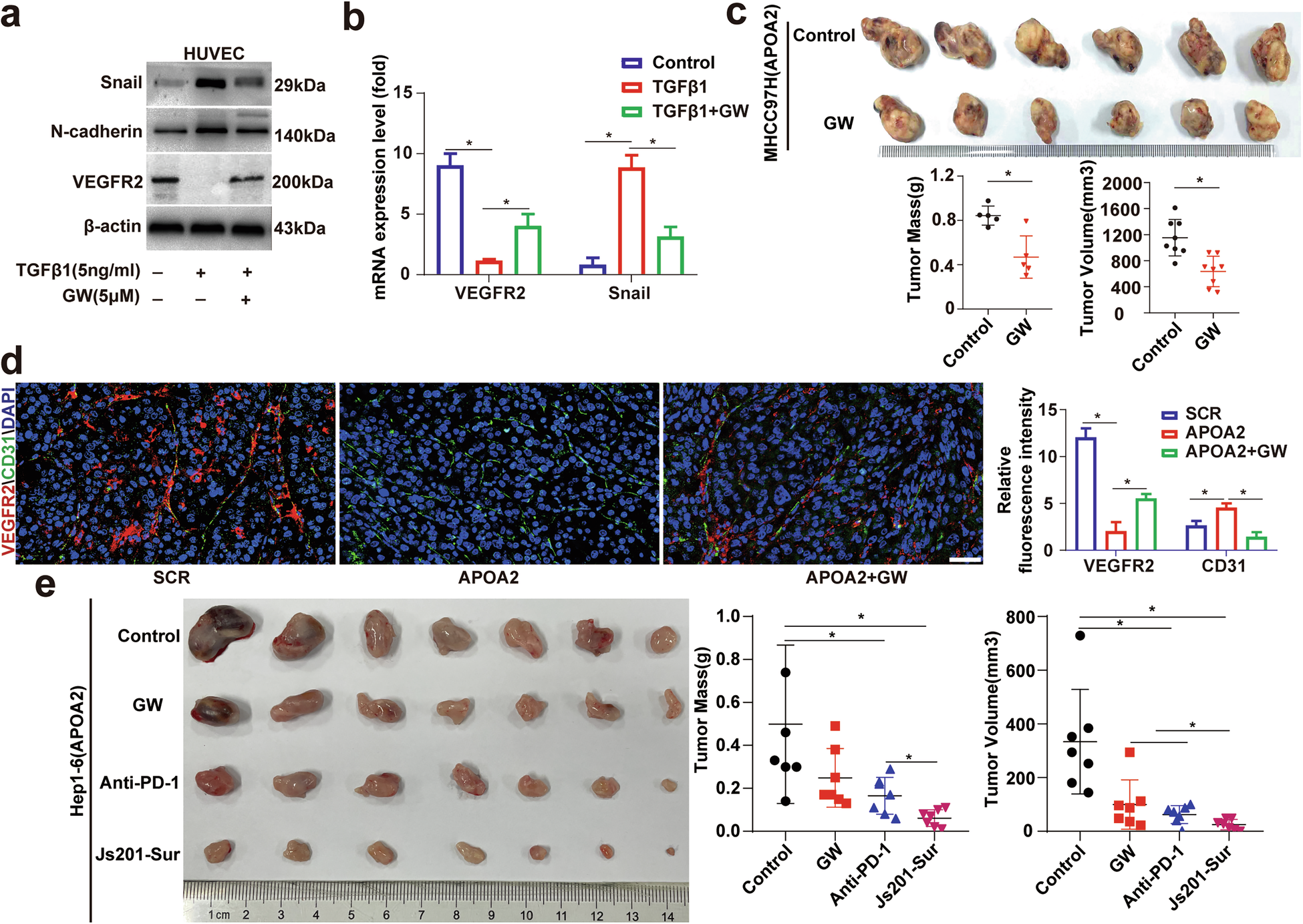 Fig. 8: Angiogenesis in HCC with high APOA2 expression is TGF-β dependent sensitive to TGF-β inhibitors, and more sensitive to PD-1/TGF-β dual antibodies.