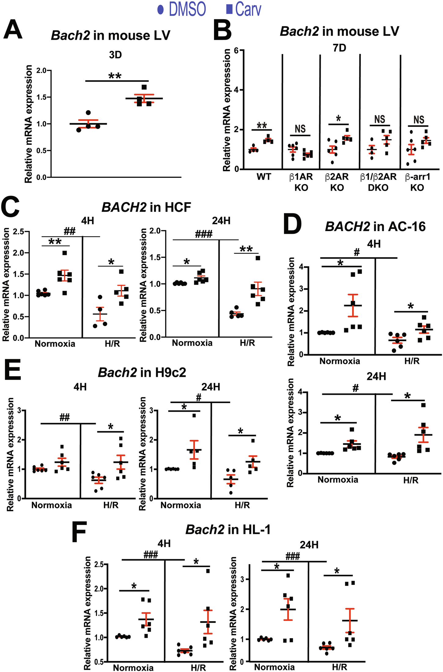 Fig. 4: BACH2 genes are upregulated in mouse left ventricles, human cardiac fibroblasts, and human and rodent cardiomyocytes by carvedilol.