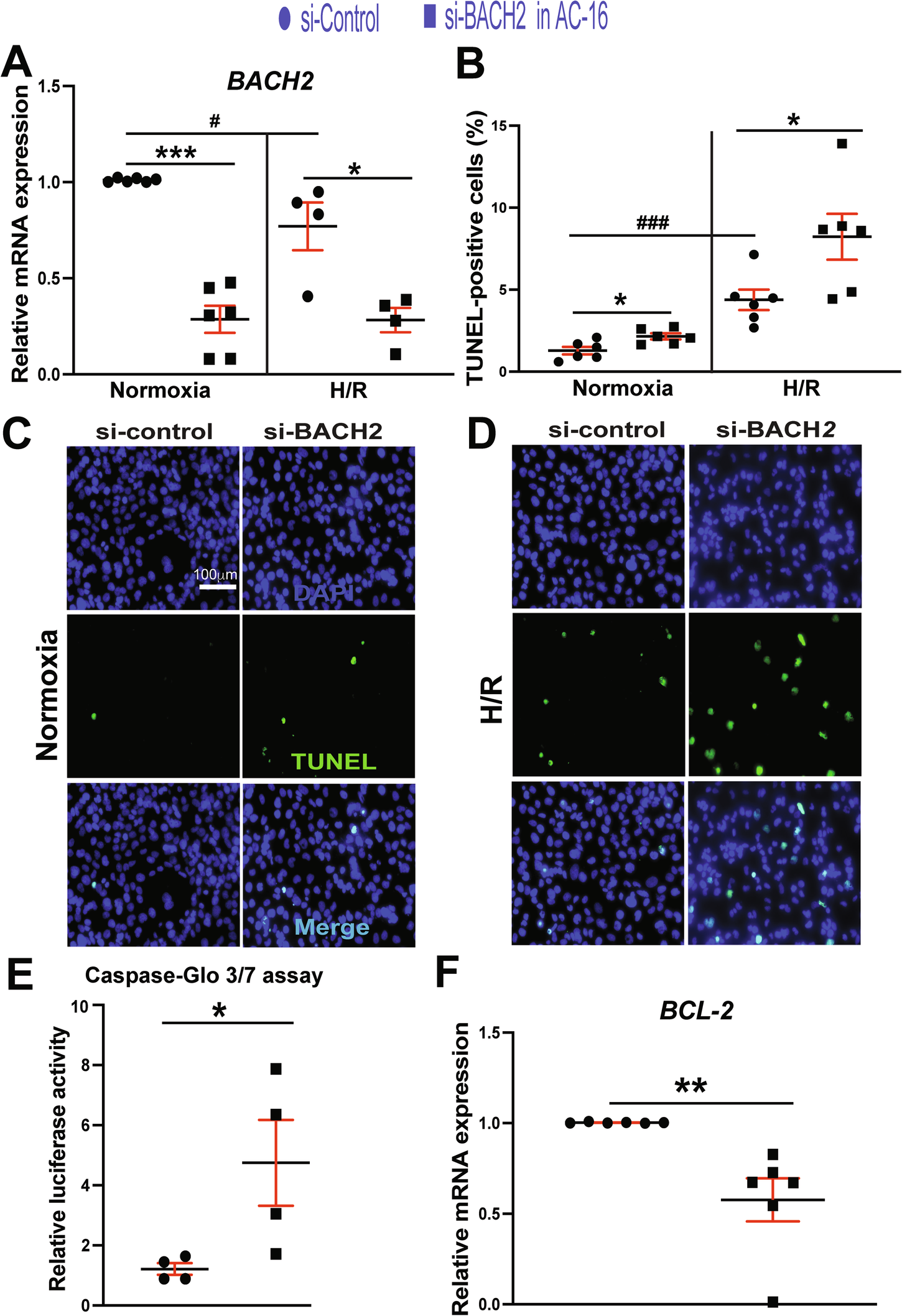 Fig. 7: BACH2 is downregulated in human cardiomyocytes after H/R and suppresses apoptosis in human cardiomyocytes.