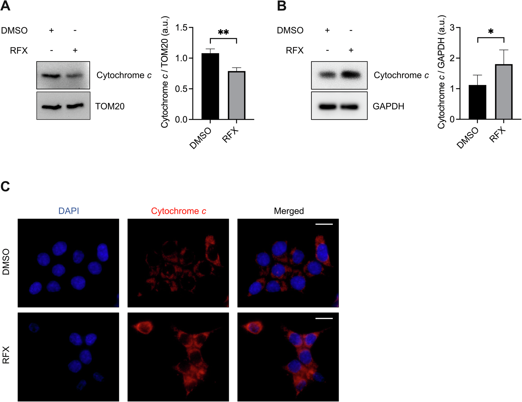 Fig. 3: Prolonged rafoxanide treatment promotes cytochrome c release into the cytosol.