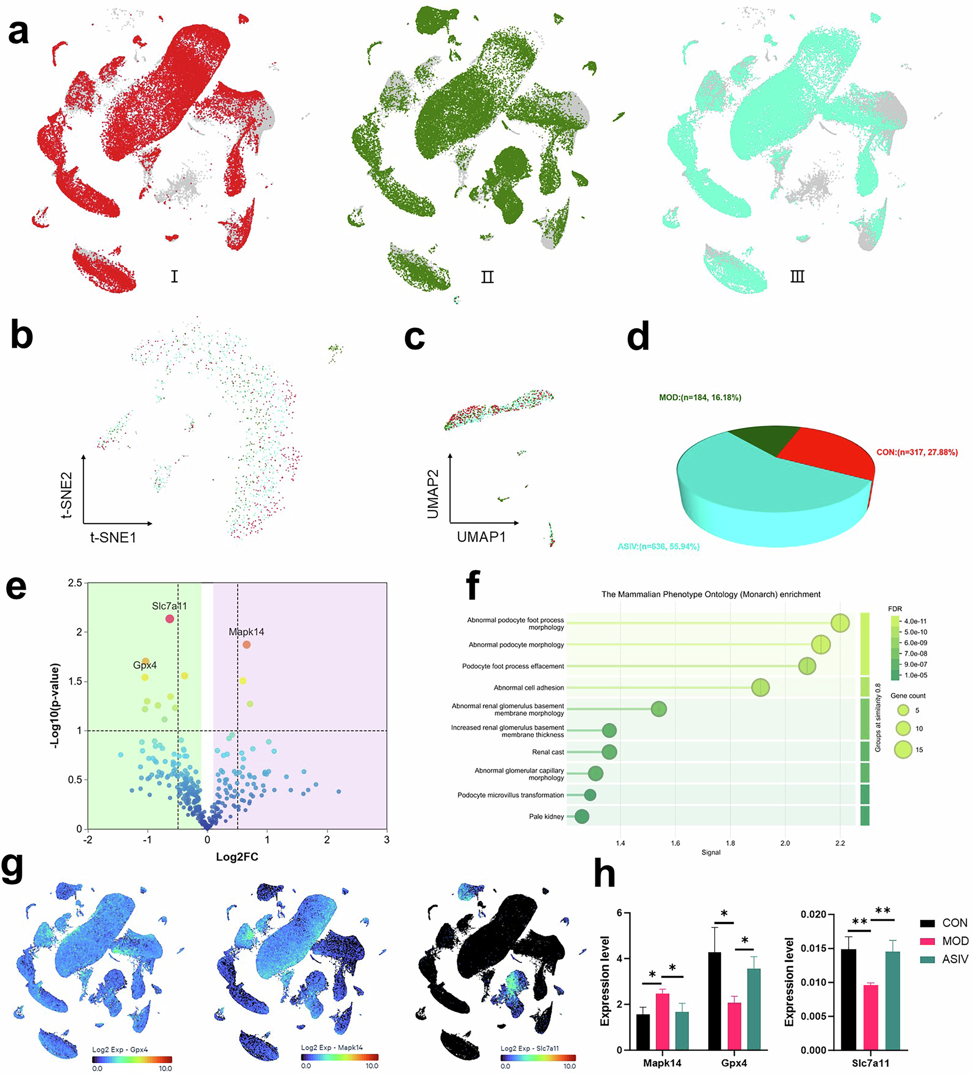 Fig. 4: Astragaloside IV attenuates diabetic kidney injury by preserving podocyte homeostasis.