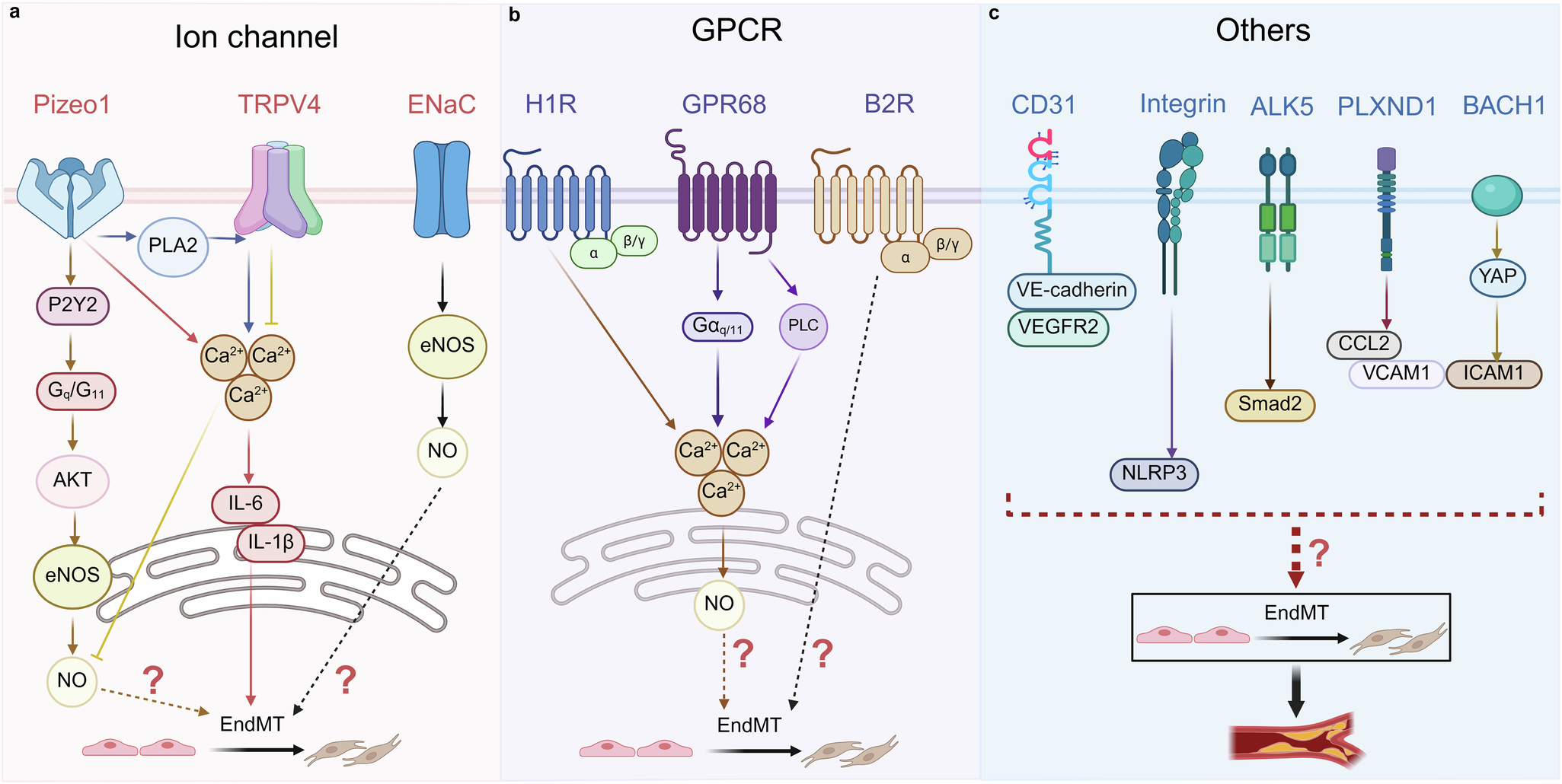 Fig. 4: Mechanical sensors mediating shear stress in ECs.