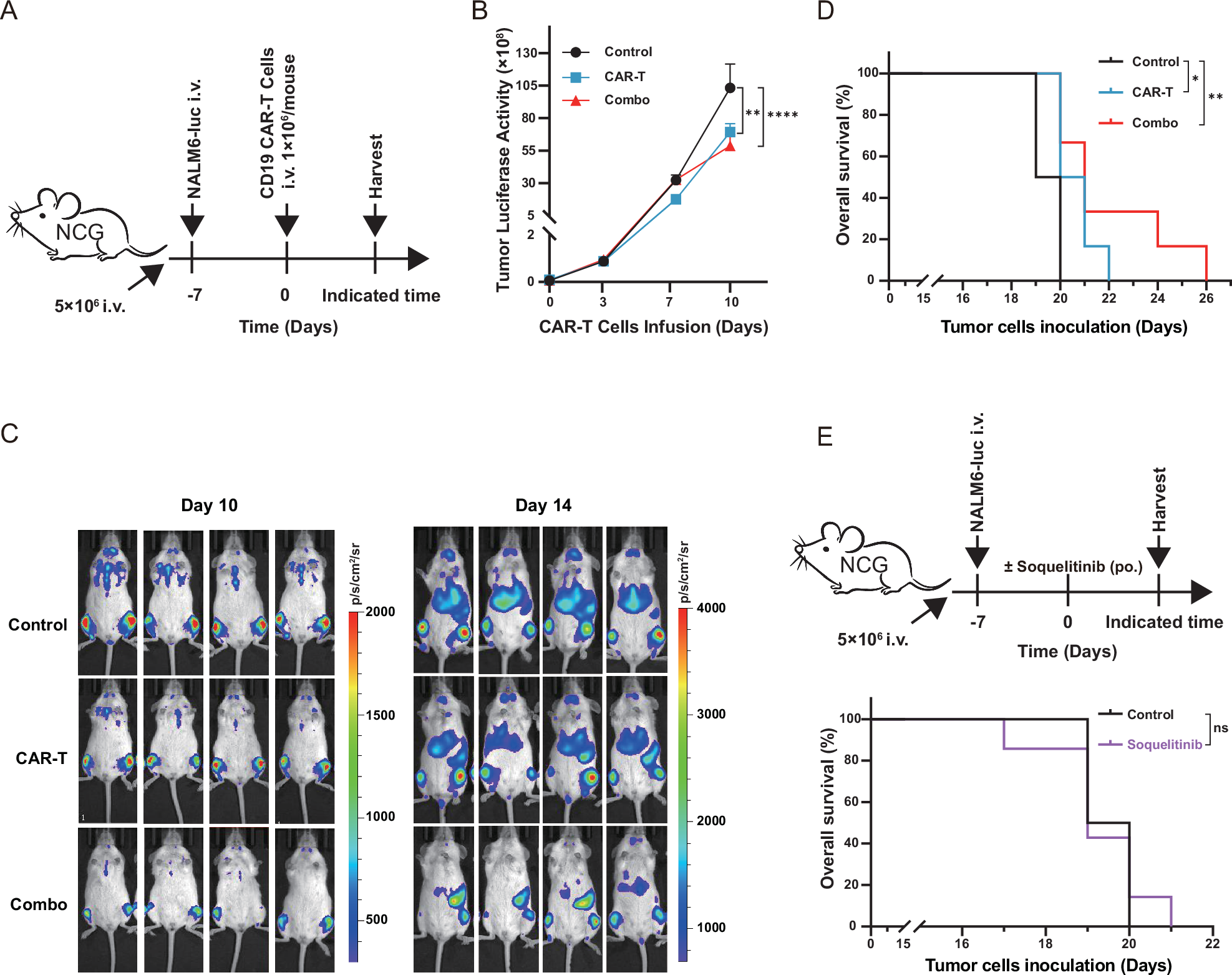 Fig. 5: Soquelitinib enhances CD19 CAR-T cell efficacy in ALL mouse models.