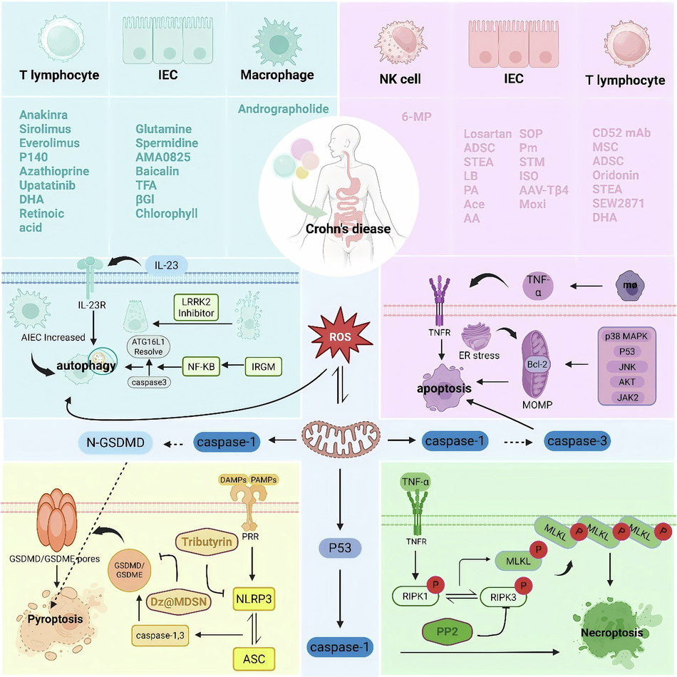 glutathione crohn& 39 Targeting cell death in Crohn's disease: from mechanisms to medicines best bpc 157 peptide reduces melanin Flavor:Vanilla Wafer