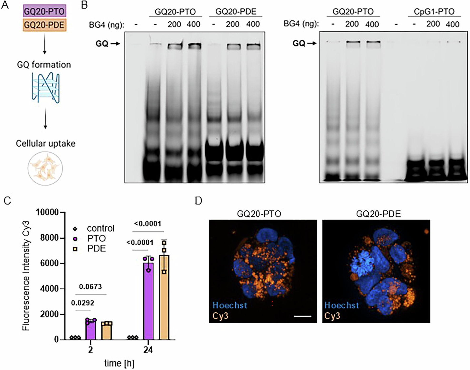 Fig. 2: GQ20 forms quadruplexes (G4) and is taken up by cells.