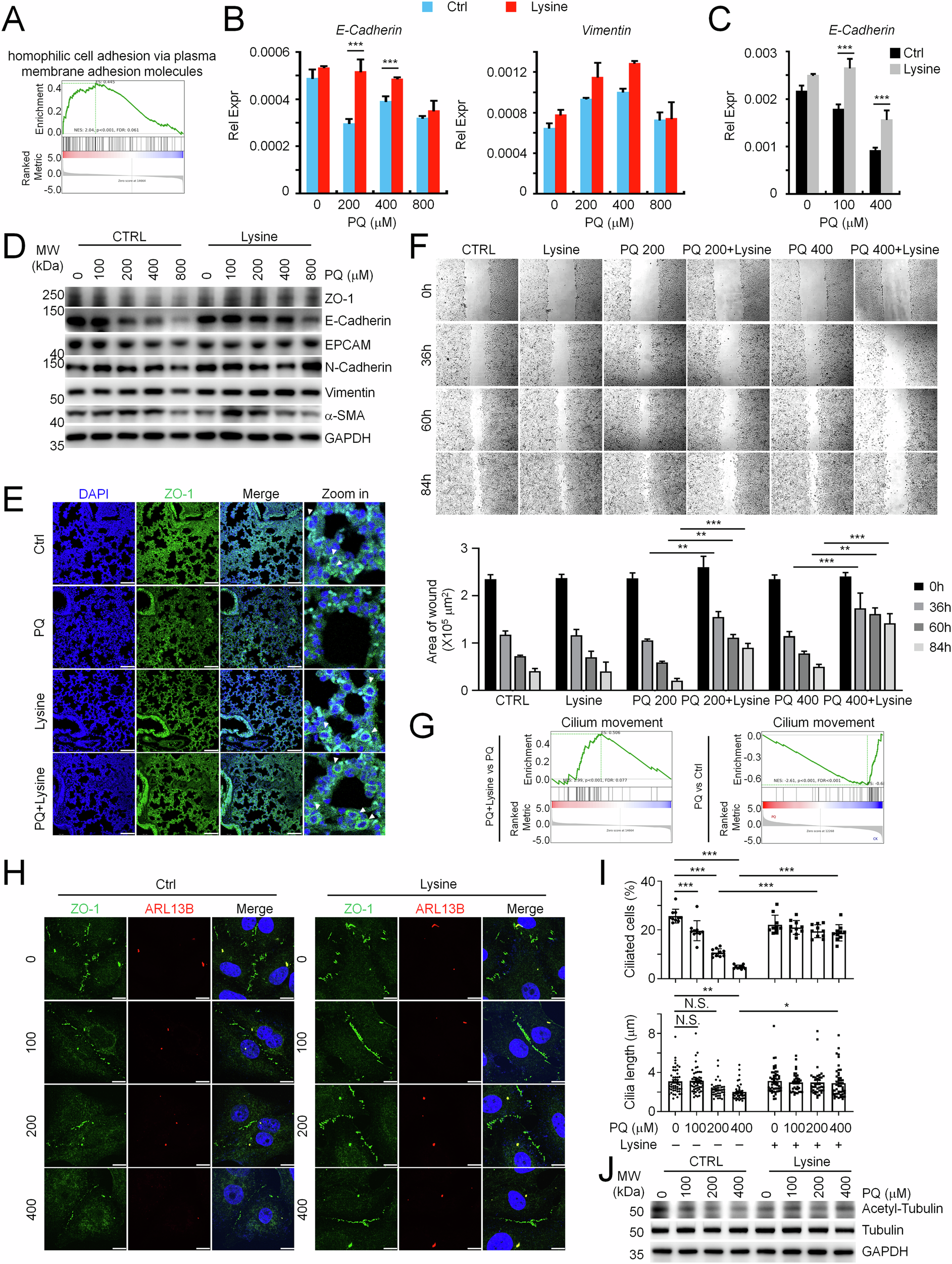 Fig. 4: Lysine restored PQ-impaired E-Cadherin integrity, epithelial property and ciliogenesis.